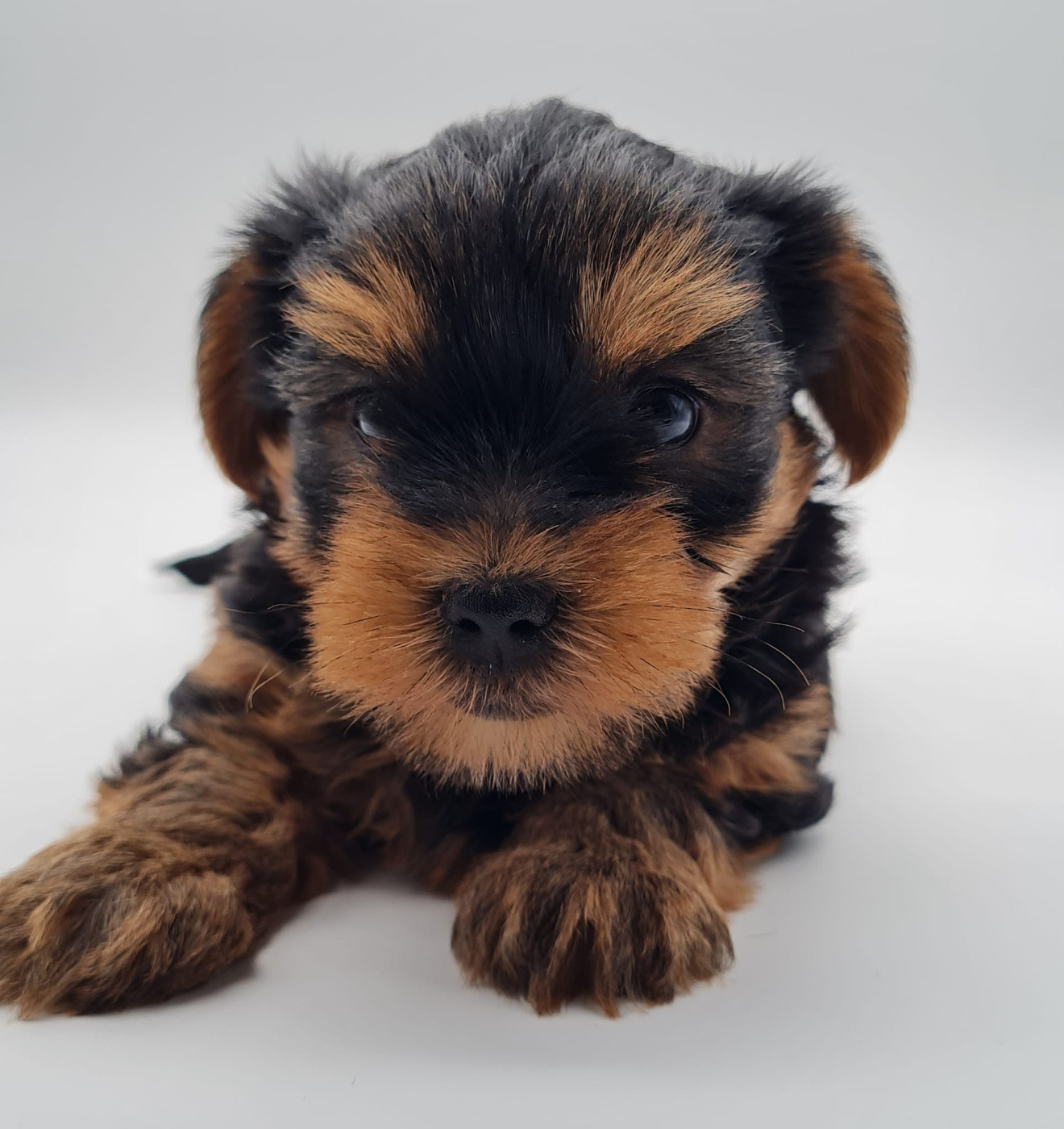 du mont de la chenaie - Chiots disponibles - Yorkshire Terrier