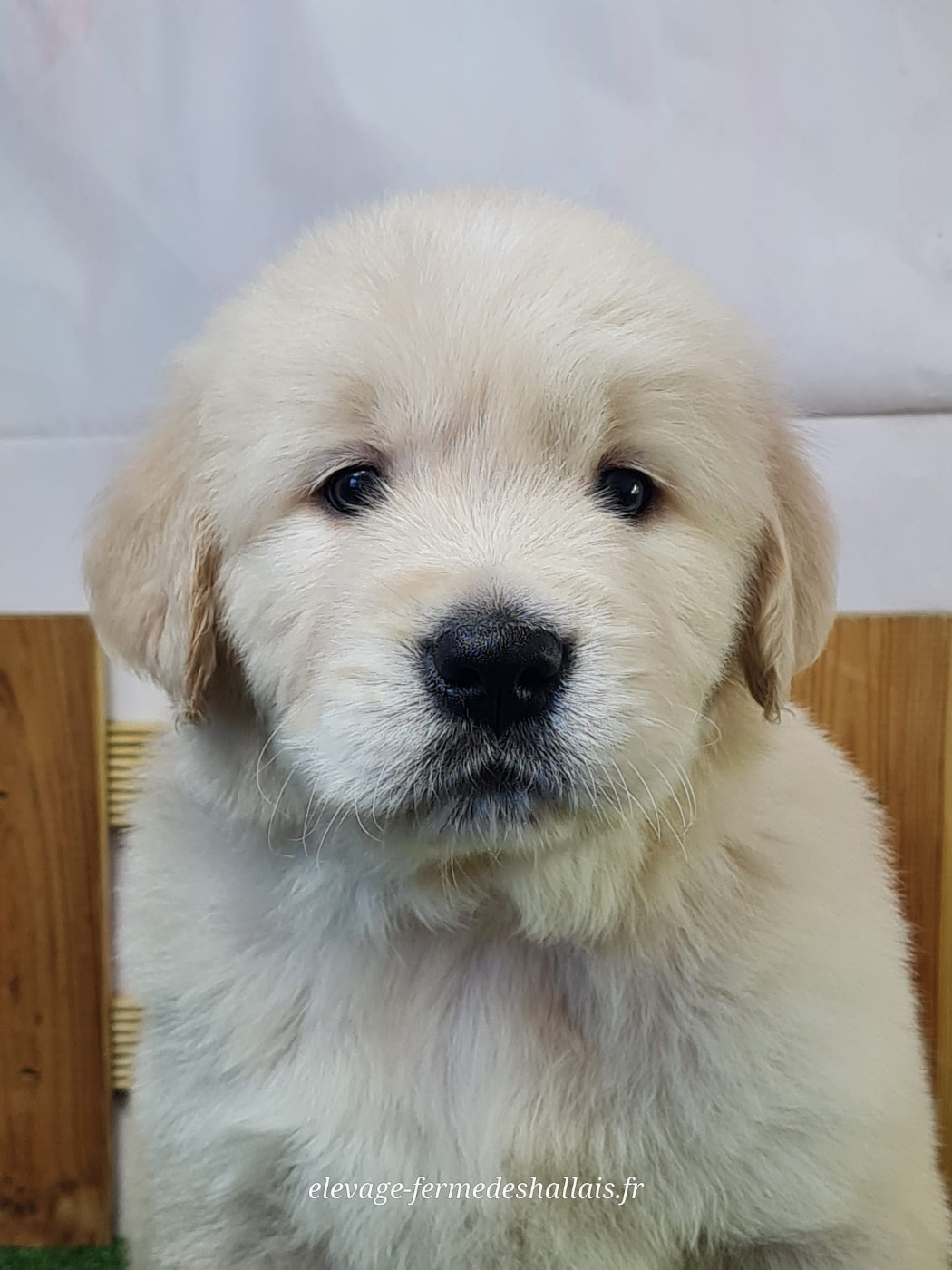 du mont de la chenaie - Chiots disponibles - Golden Retriever