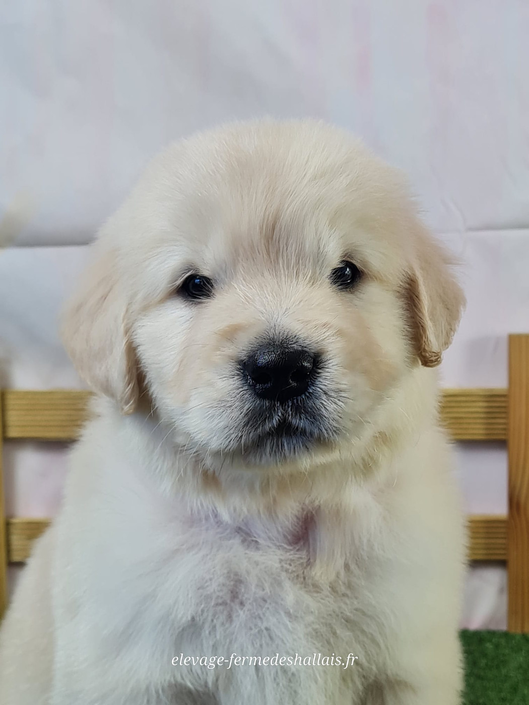du mont de la chenaie - Chiots disponibles - Golden Retriever