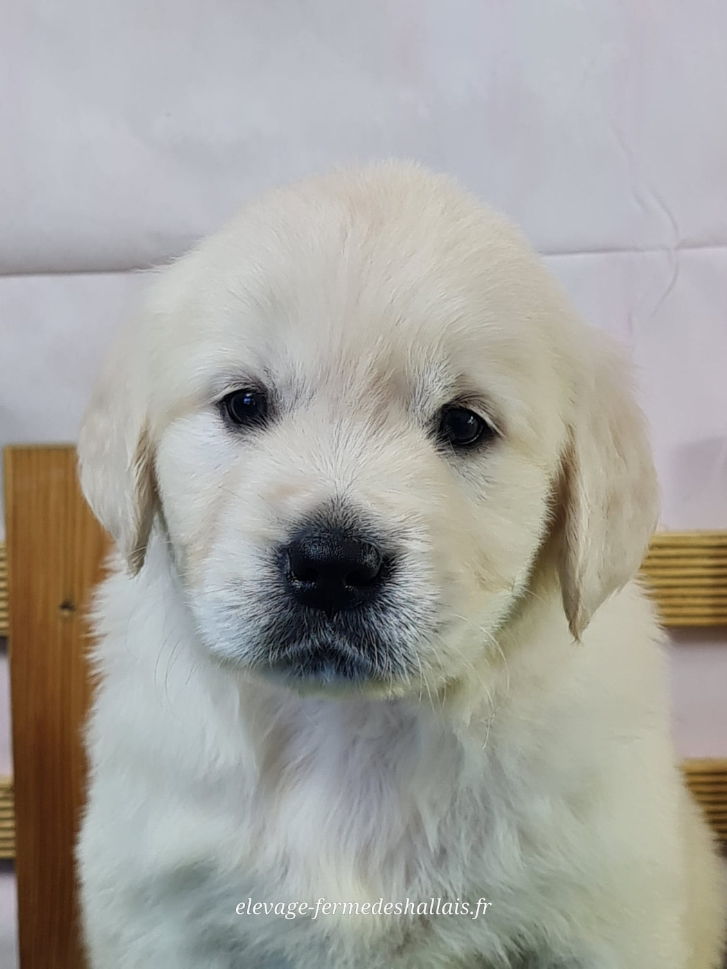 du mont de la chenaie - Chiots disponibles - Golden Retriever
