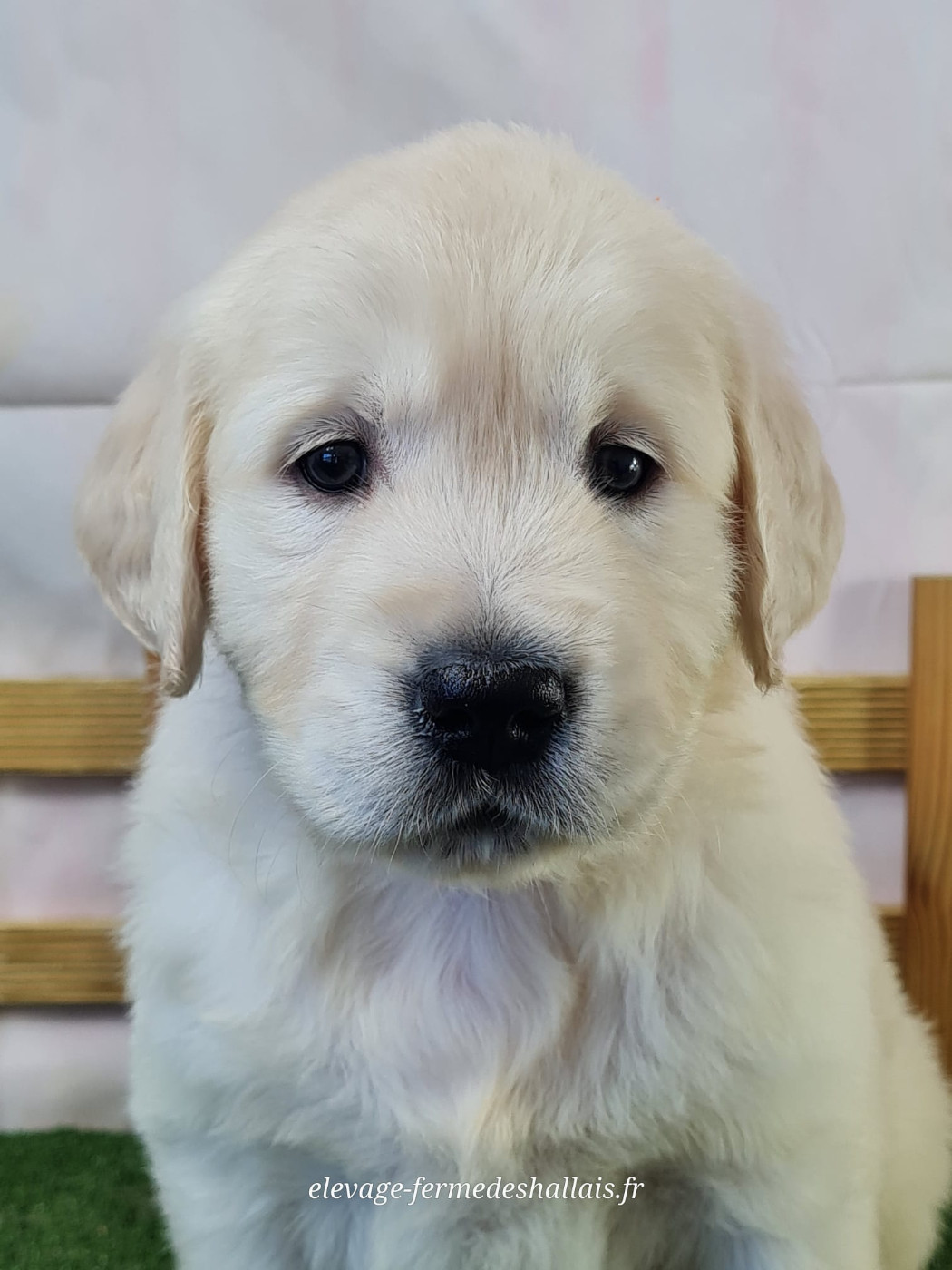 du mont de la chenaie - Chiots disponibles - Golden Retriever