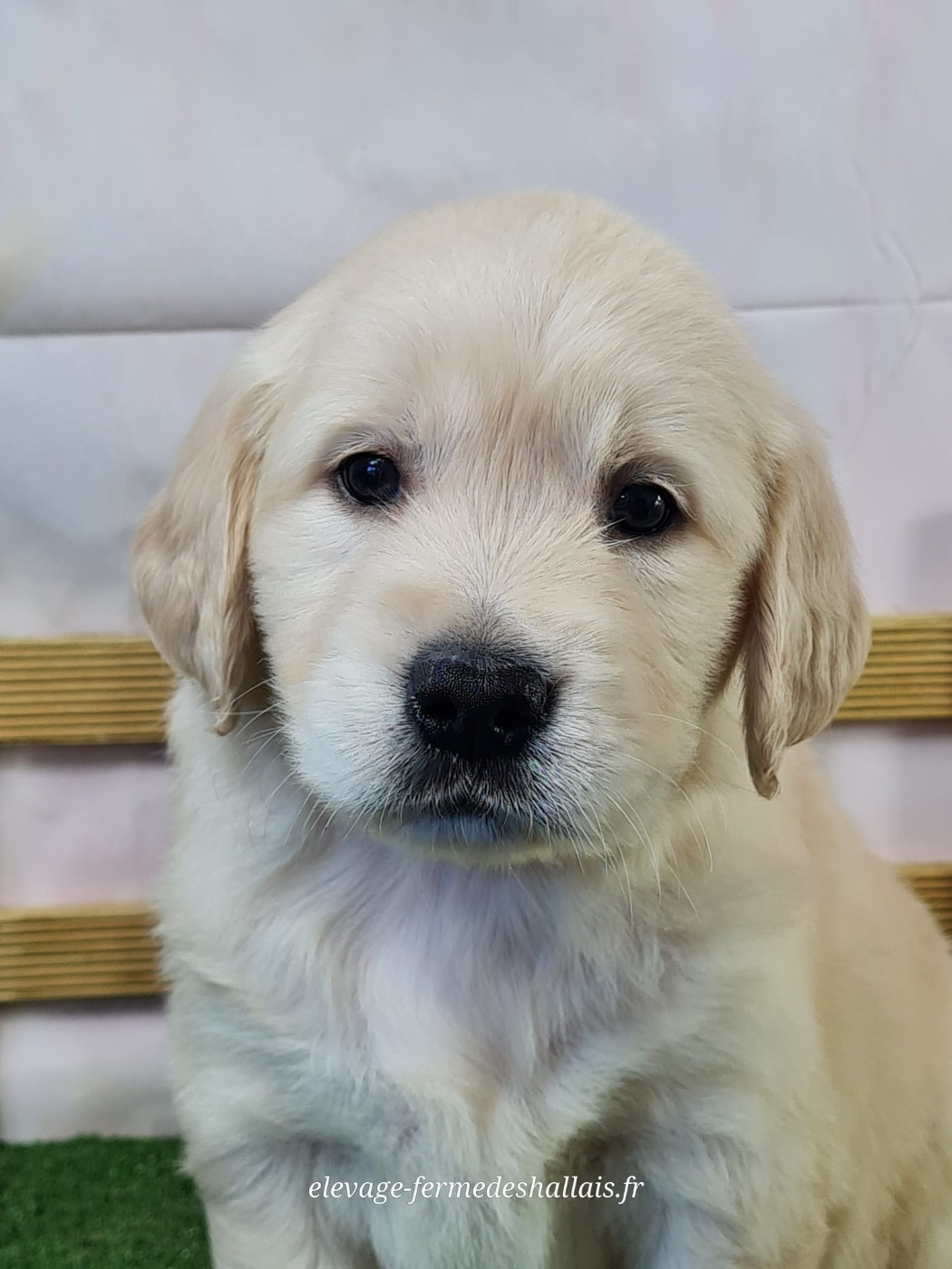 du mont de la chenaie - Chiots disponibles - Golden Retriever