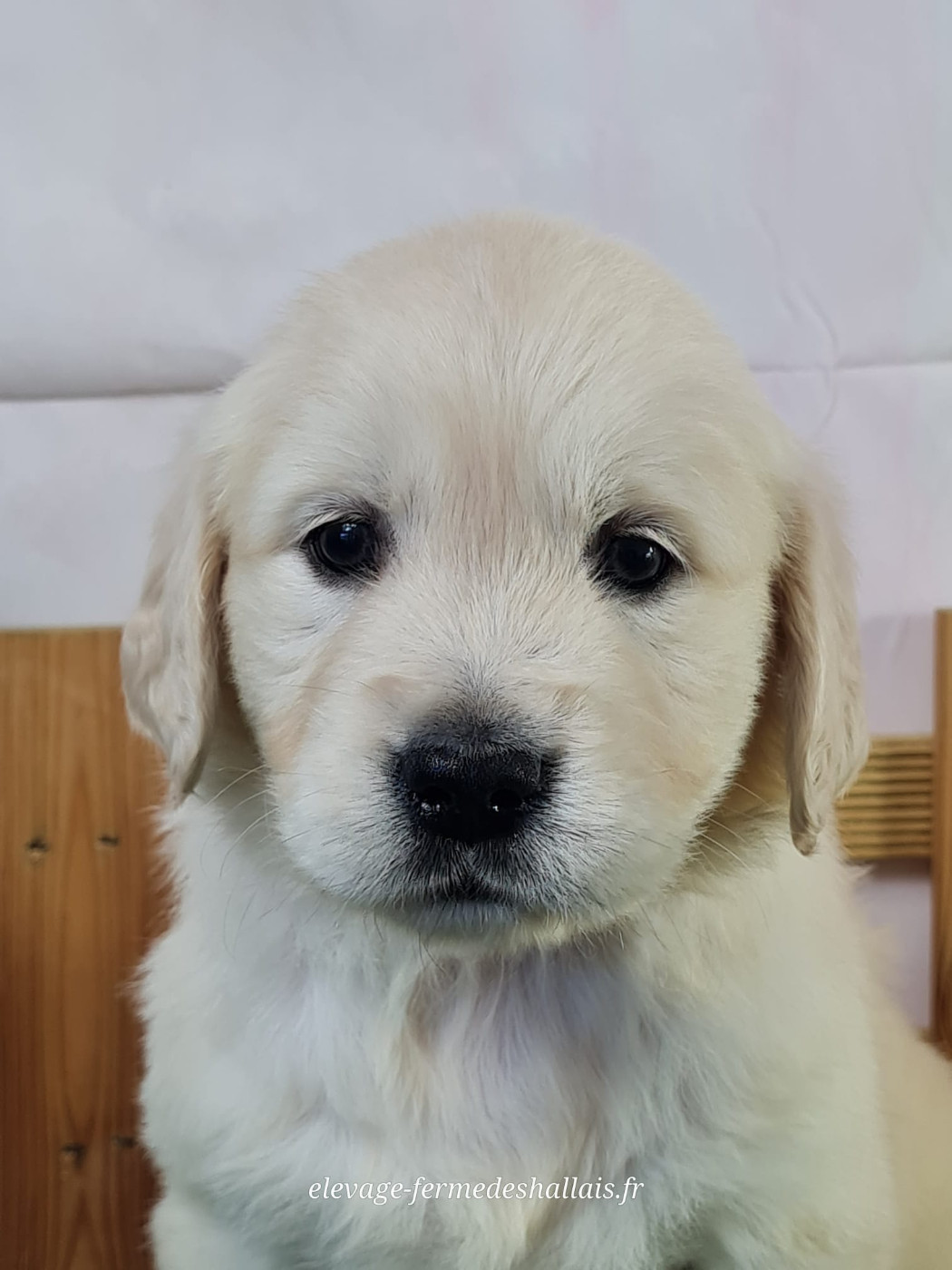 du mont de la chenaie - Chiots disponibles - Golden Retriever