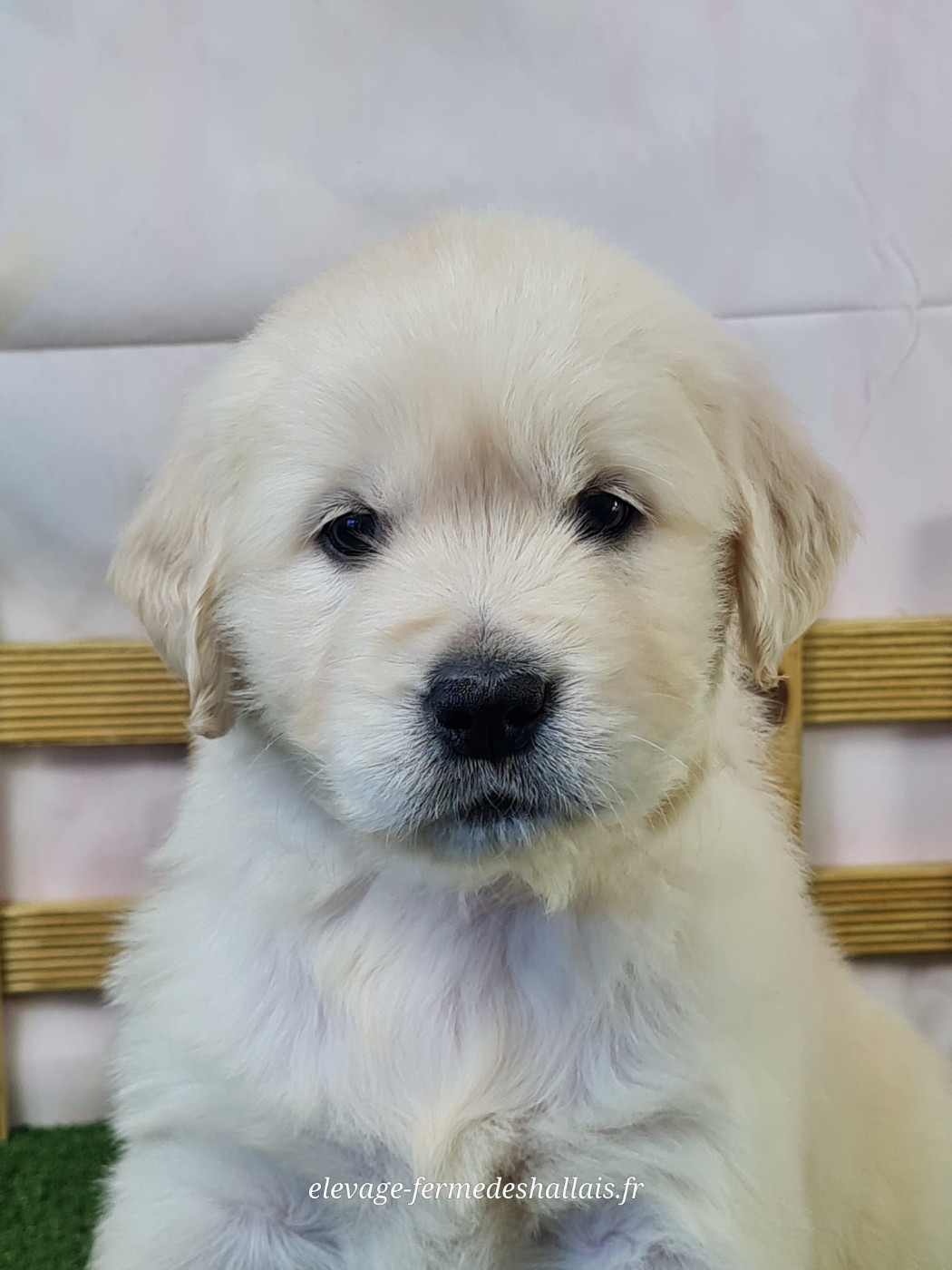 du mont de la chenaie - Chiots disponibles - Golden Retriever