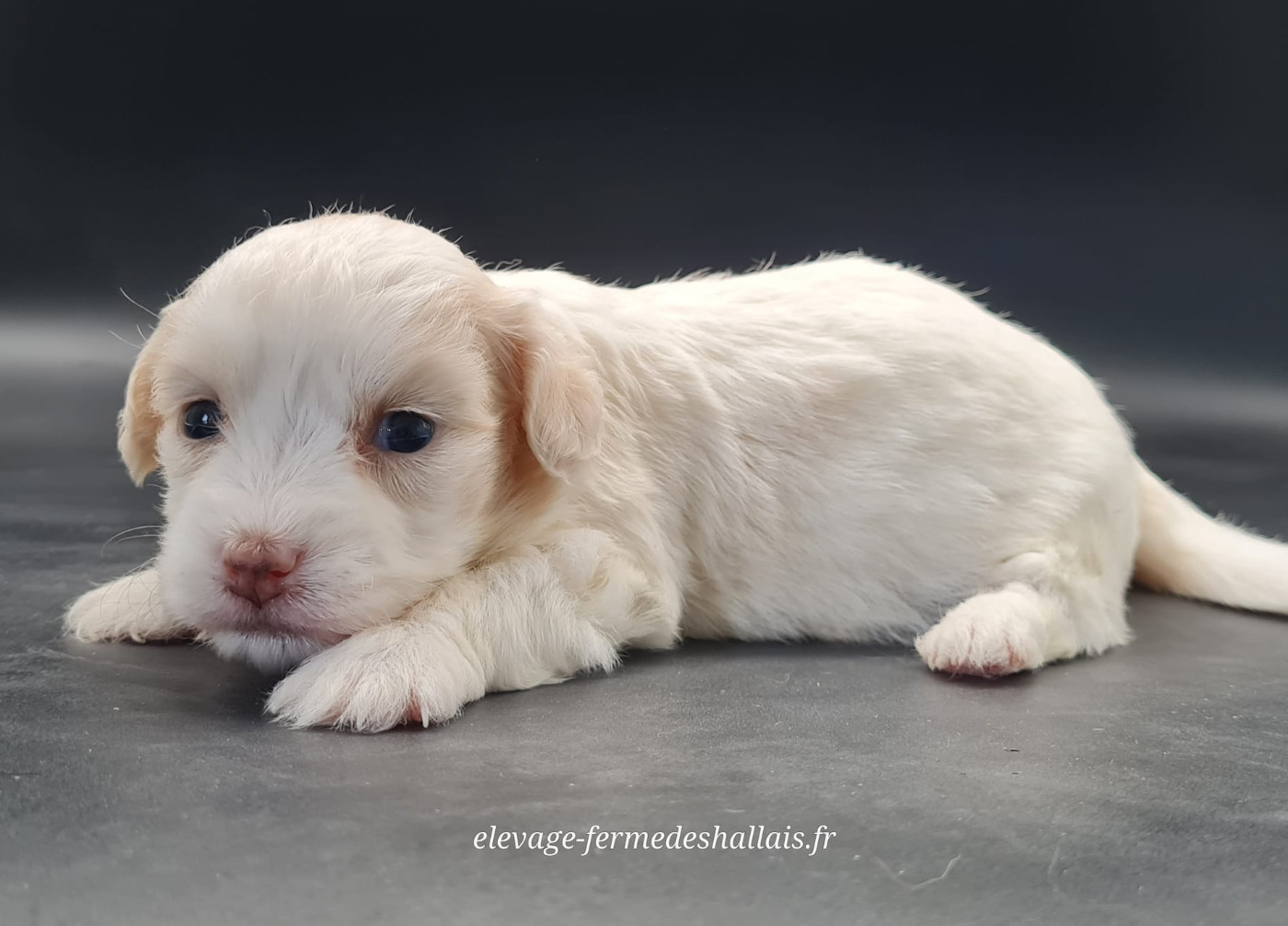 du mont de la chenaie - Chiots disponibles - Coton de Tulear