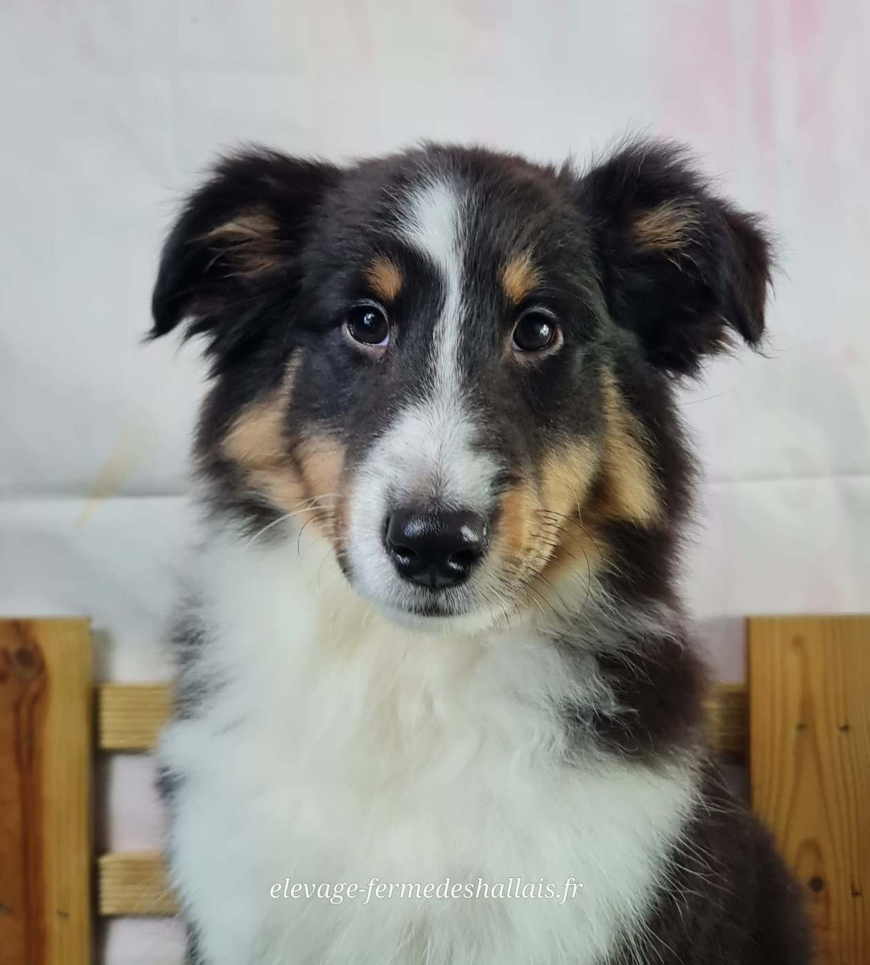 du mont de la chenaie - Chiots disponibles - Shetland Sheepdog