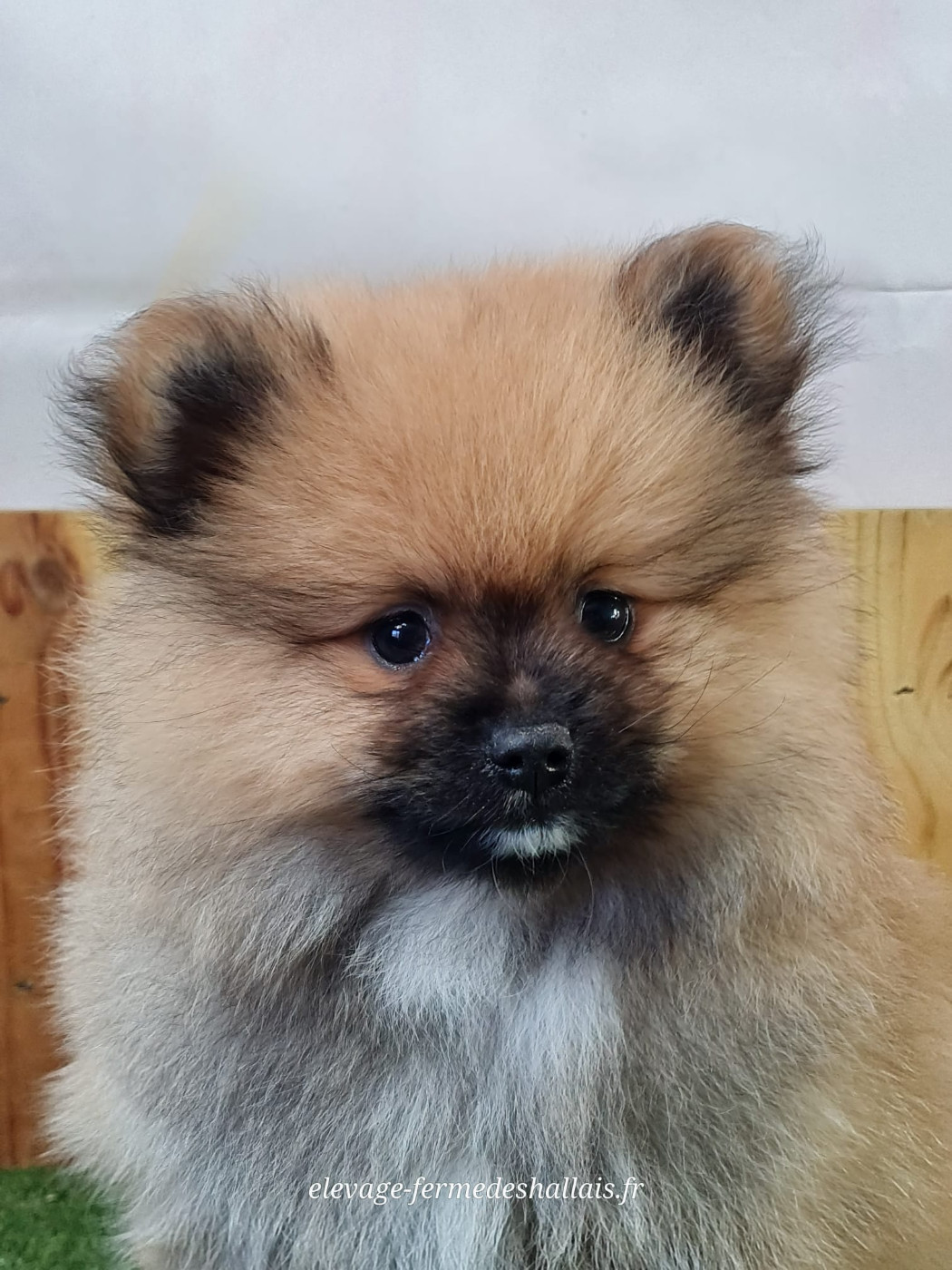 du mont de la chenaie - Chiots disponibles - Spitz allemand
