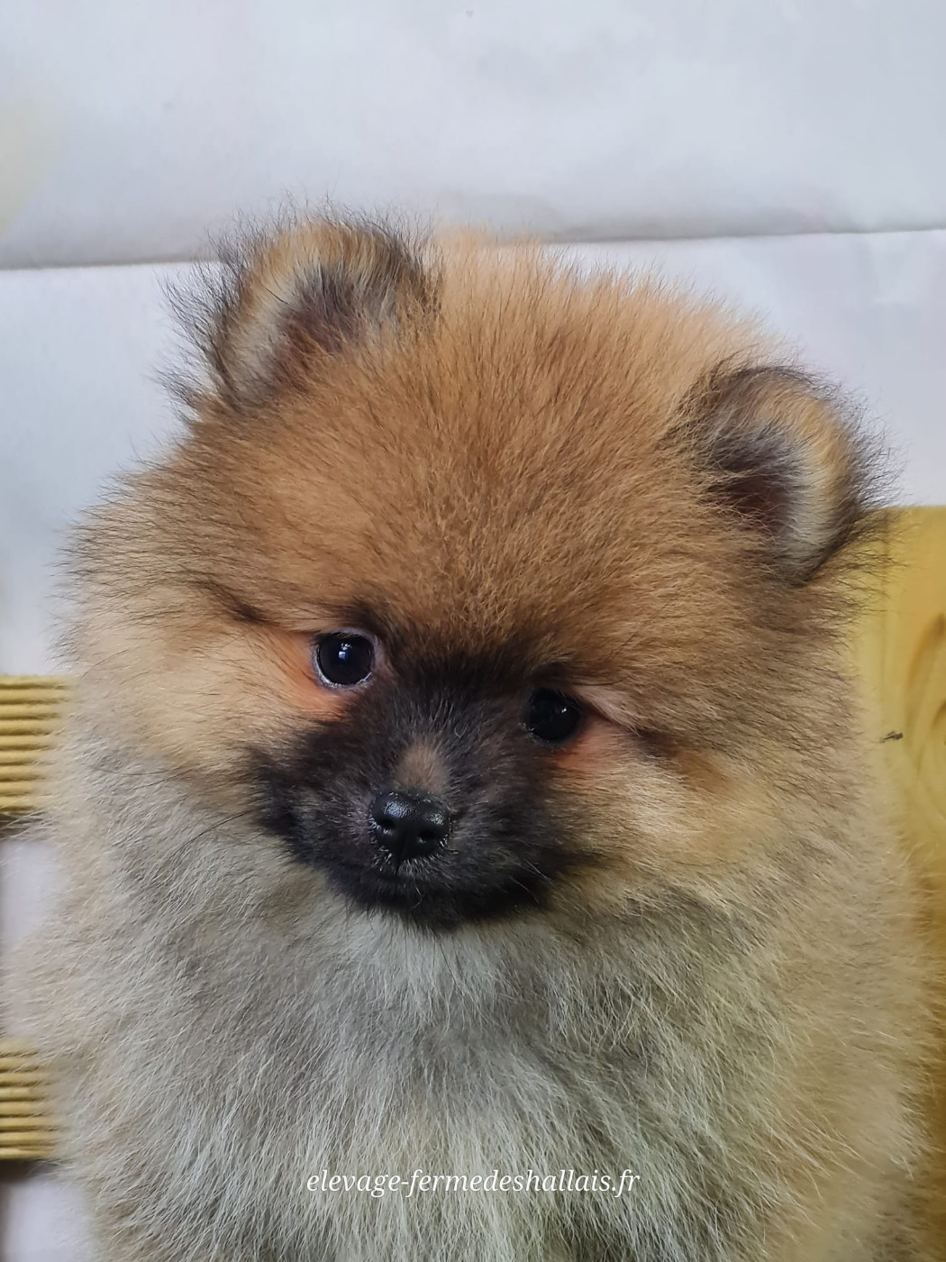 du mont de la chenaie - Chiots disponibles - Spitz allemand