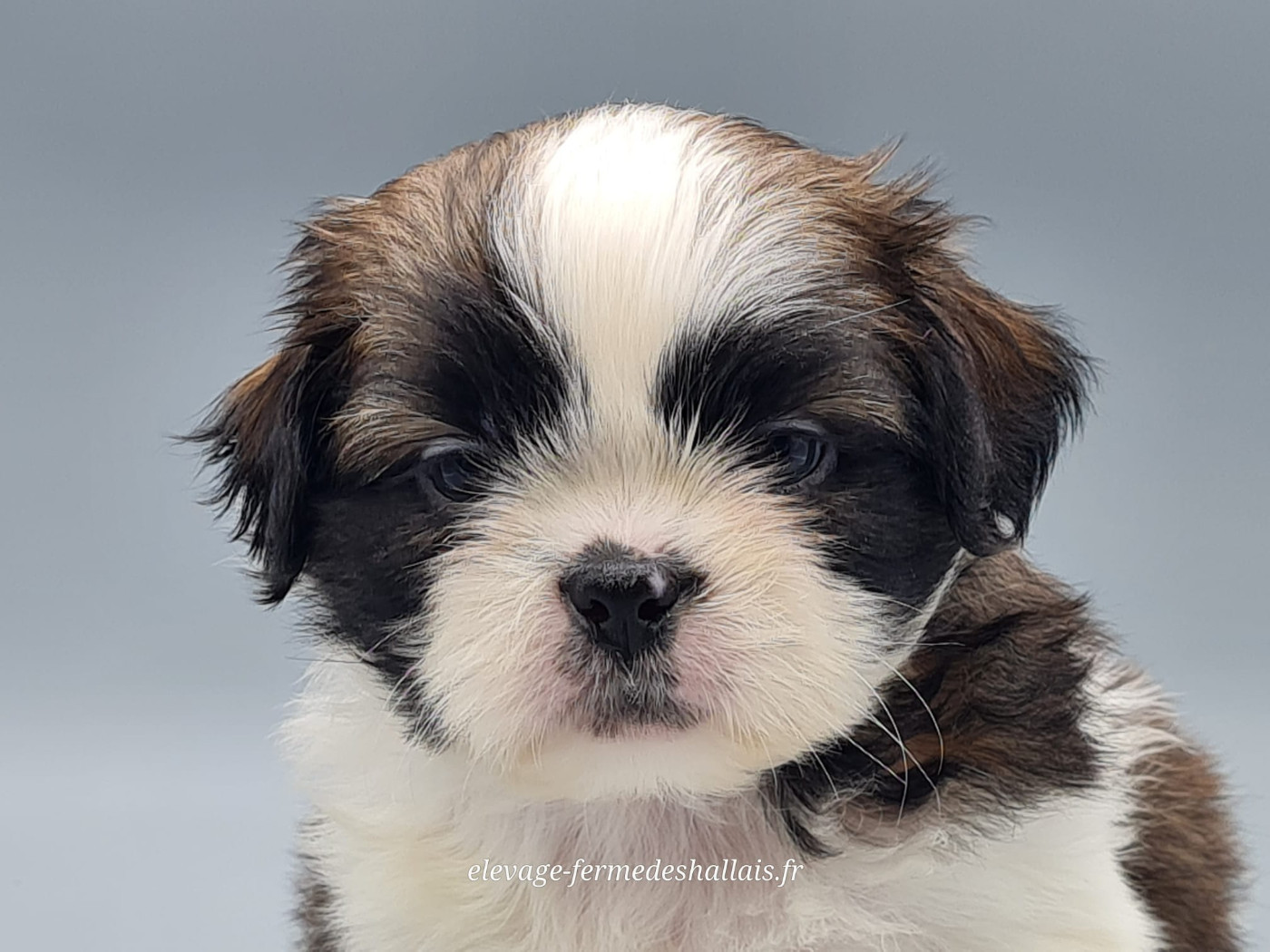Du Mont De La Chenaie - Shih Tzu - Portée née le 03/03/2026