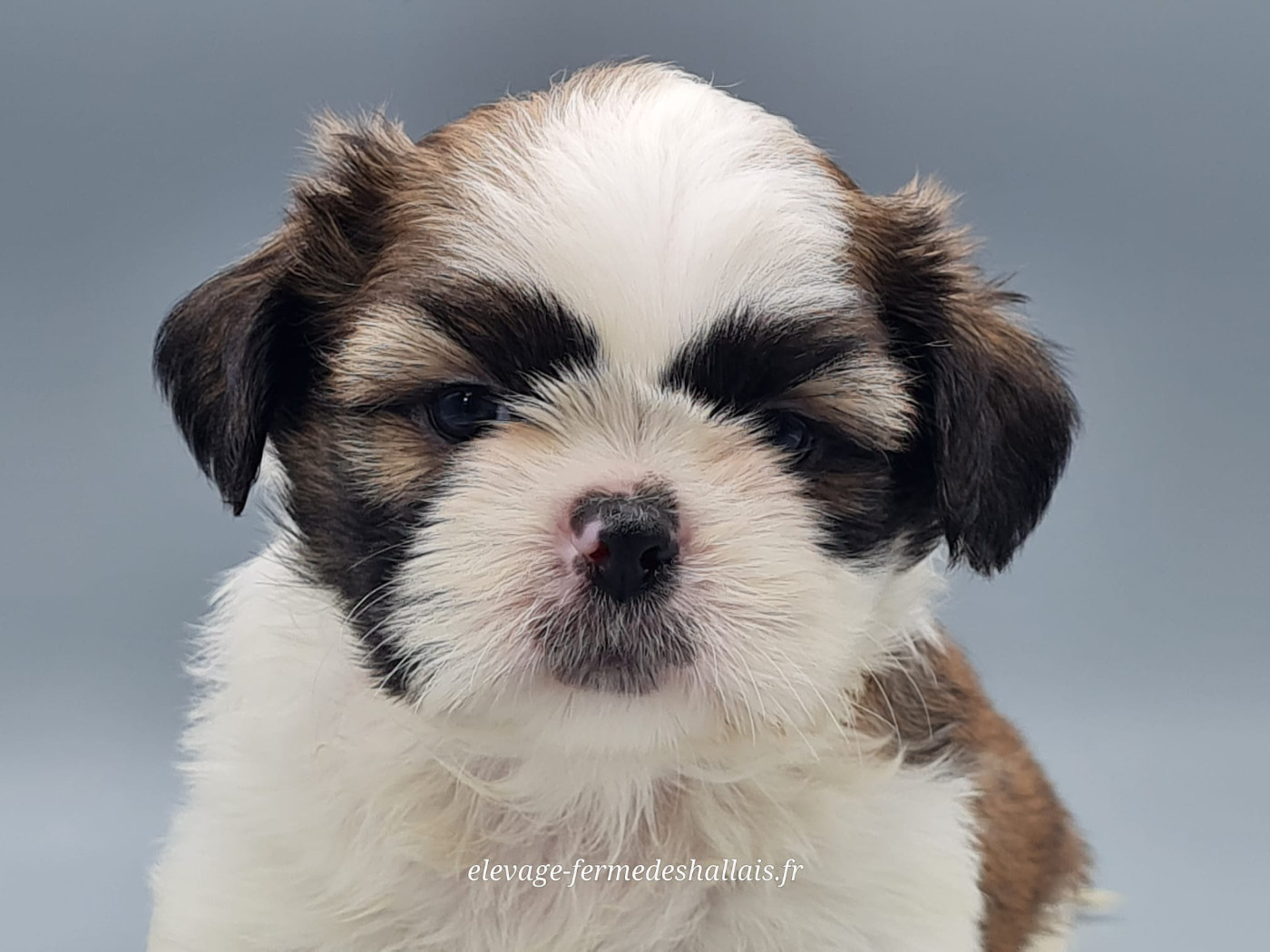 du mont de la chenaie - Chiots disponibles - Shih Tzu