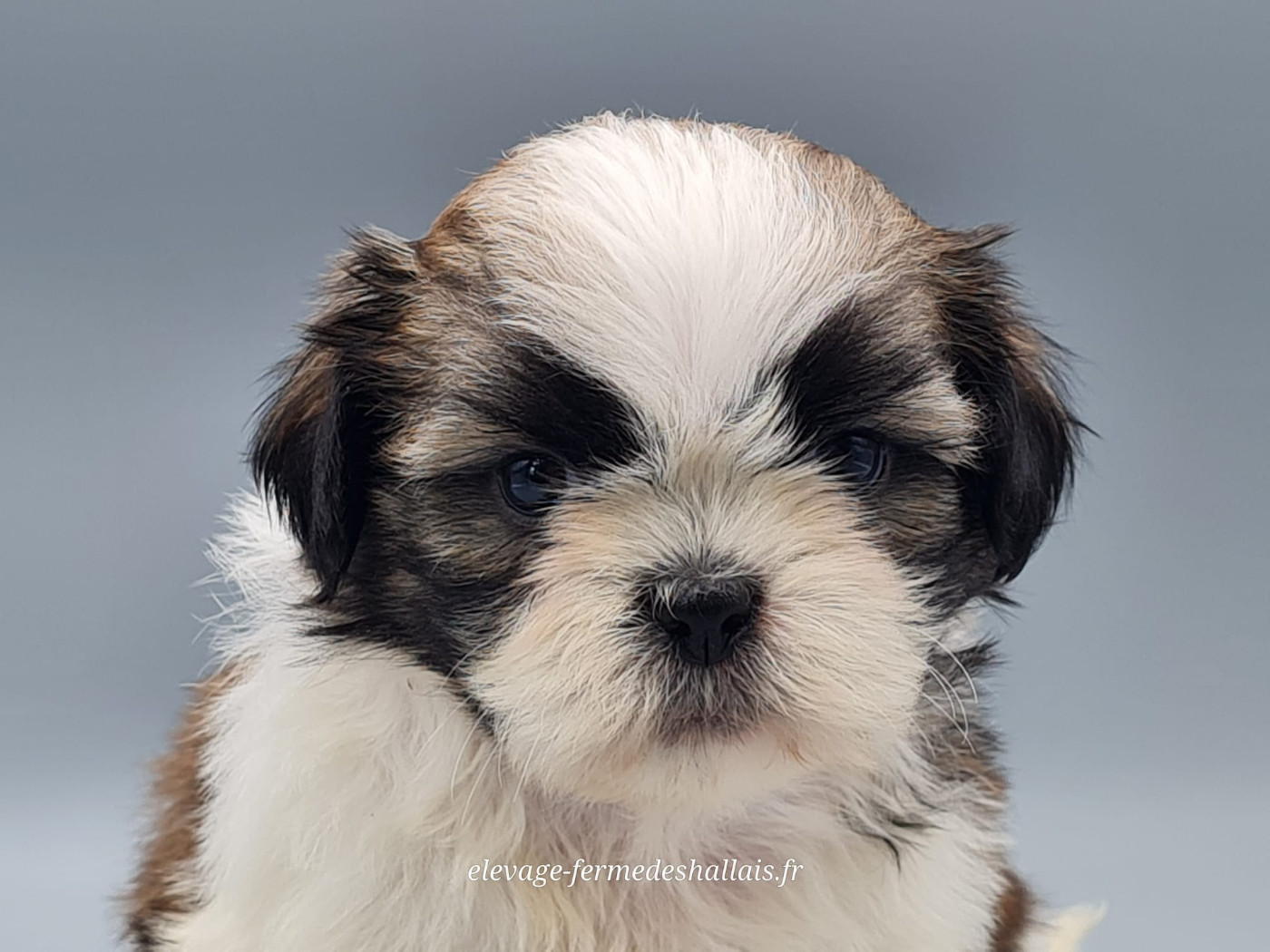 du mont de la chenaie - Chiots disponibles - Shih Tzu