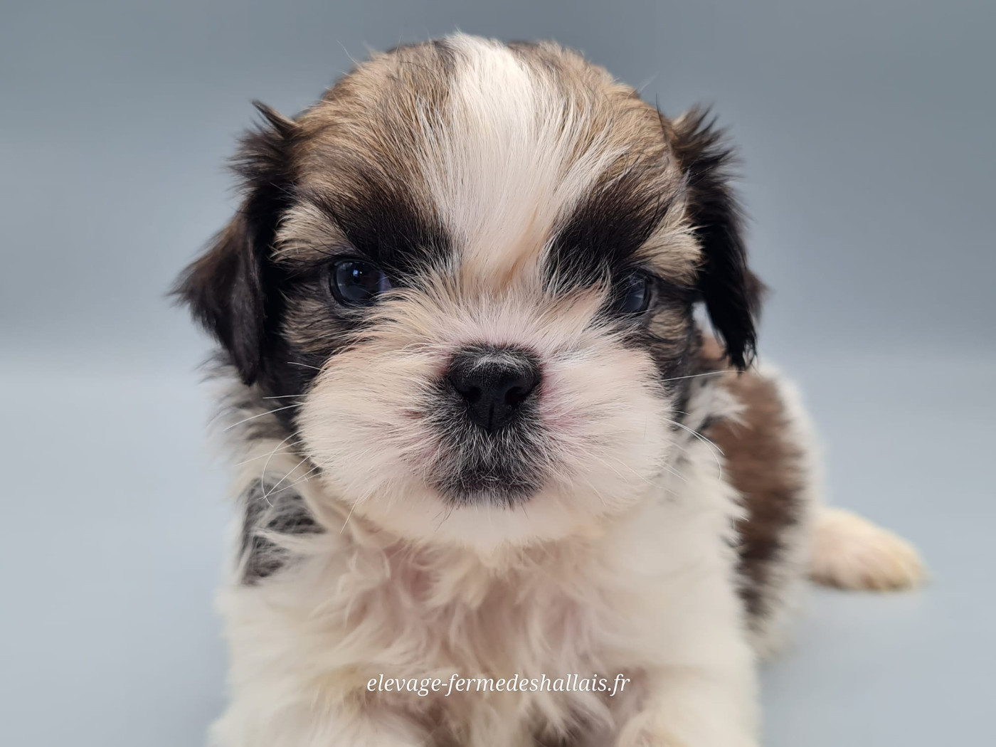 du mont de la chenaie - Chiots disponibles - Shih Tzu