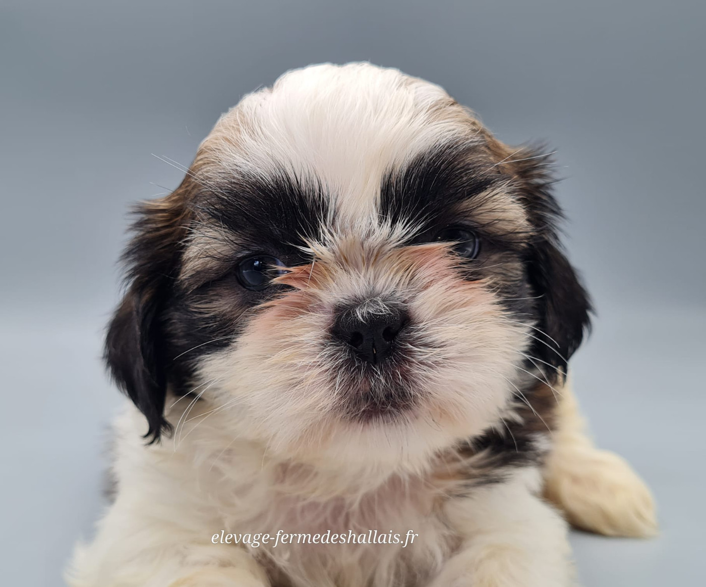 du mont de la chenaie - Chiots disponibles - Shih Tzu