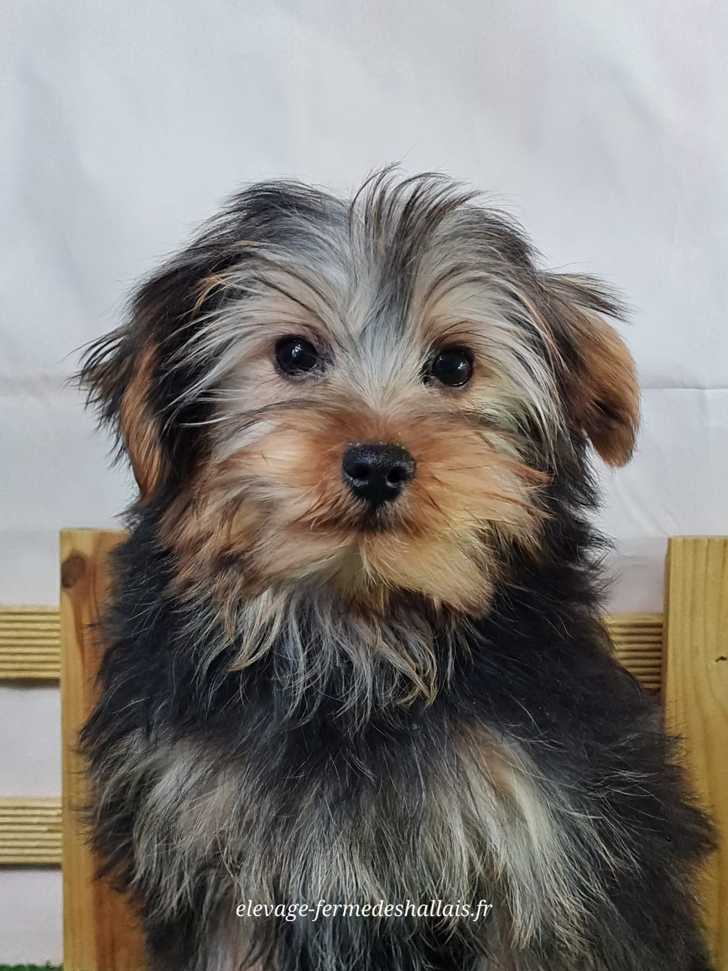 du mont de la chenaie - Chiots disponibles - Yorkshire Terrier