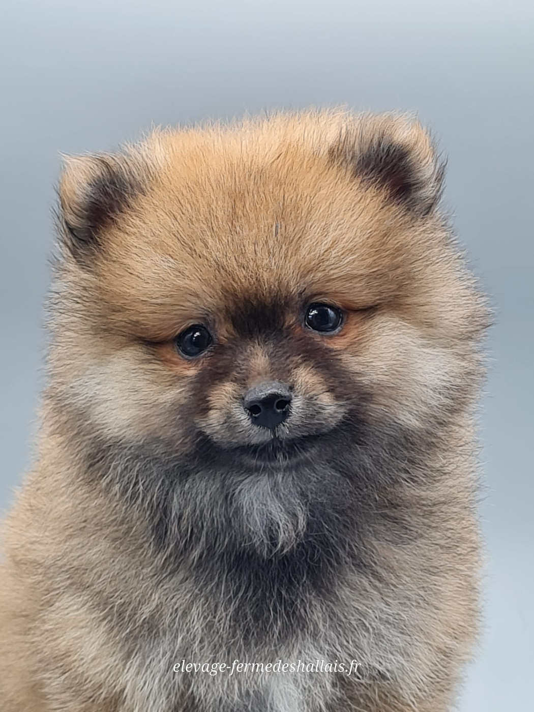 du mont de la chenaie - Chiots disponibles - Spitz allemand