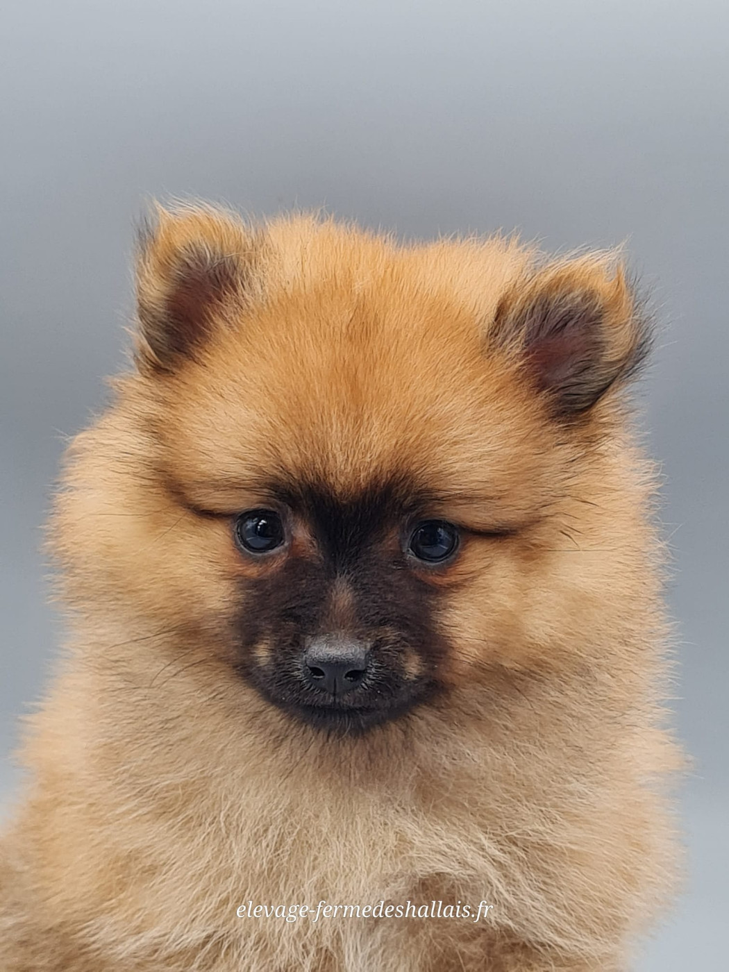 du mont de la chenaie - Chiots disponibles - Spitz allemand