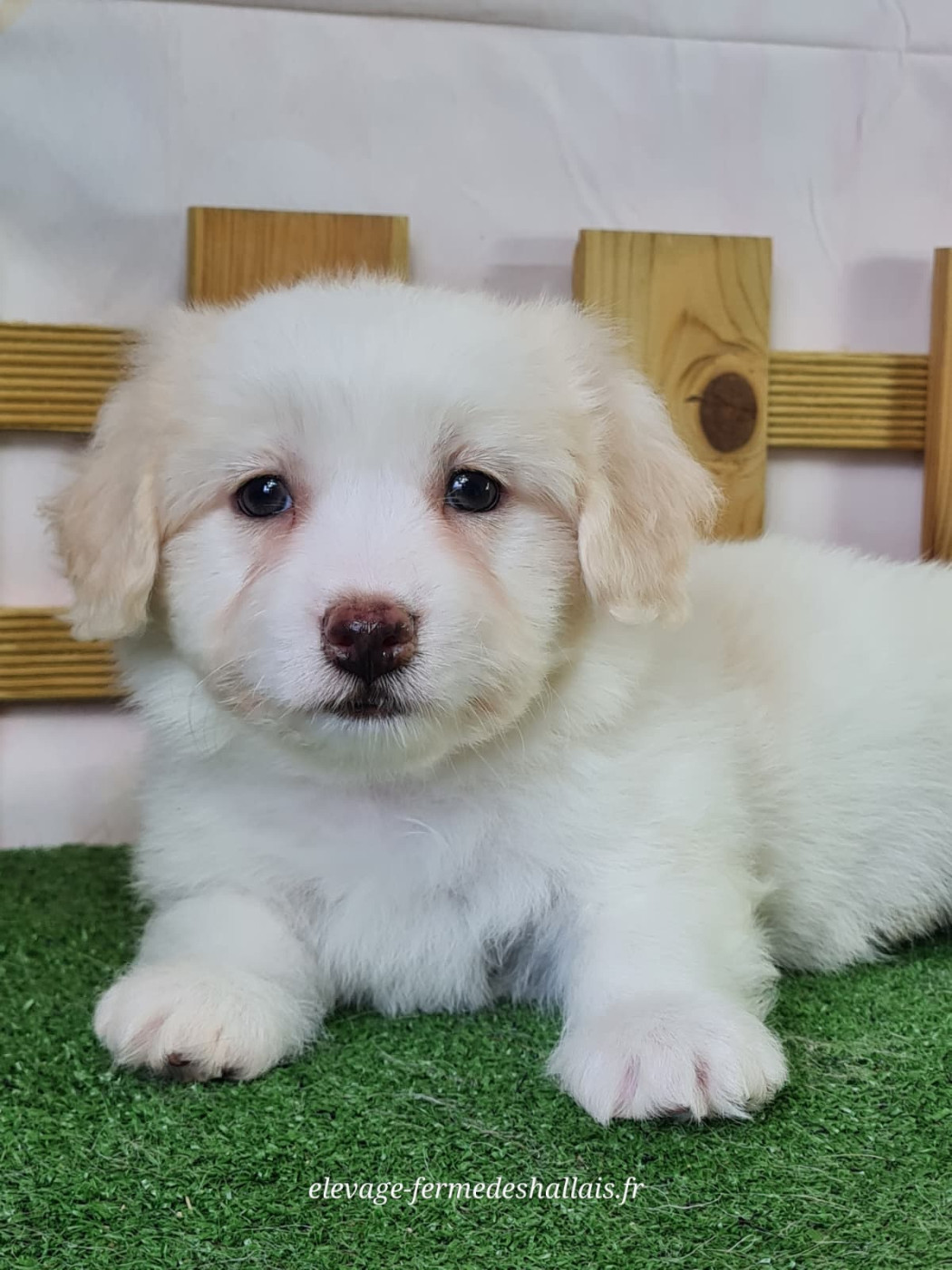 du mont de la chenaie - Chiots disponibles - Coton de Tulear