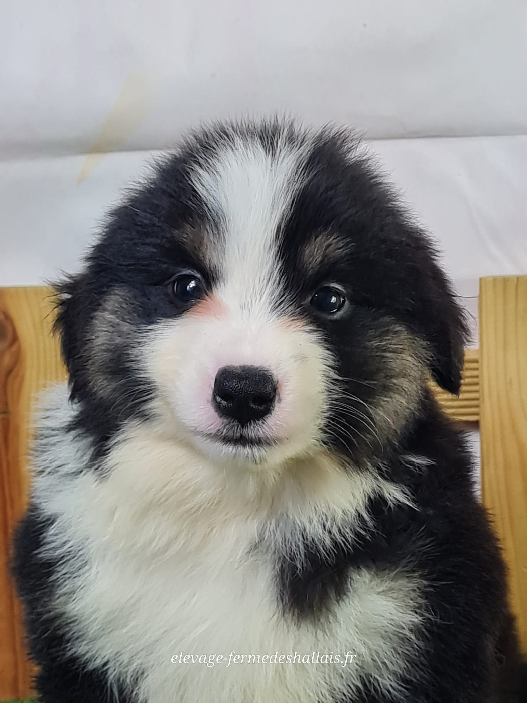 du mont de la chenaie - Chiots disponibles - Berger Américain Miniature 