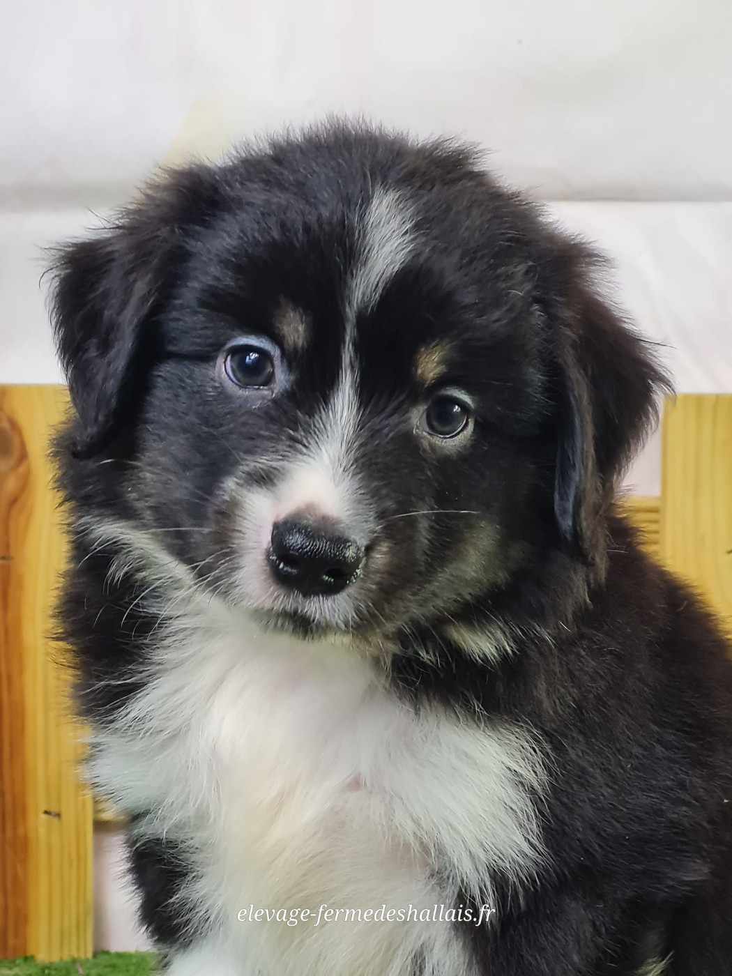 du mont de la chenaie - Chiots disponibles - Berger Américain Miniature 