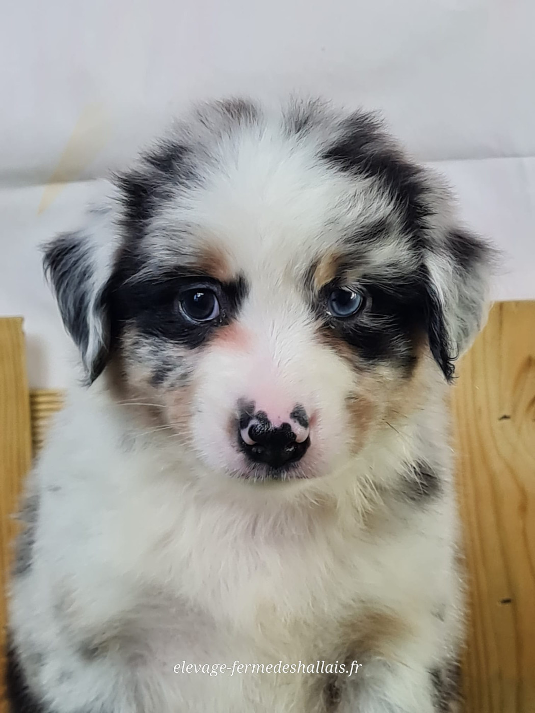 du mont de la chenaie - Chiots disponibles - Berger Américain Miniature 