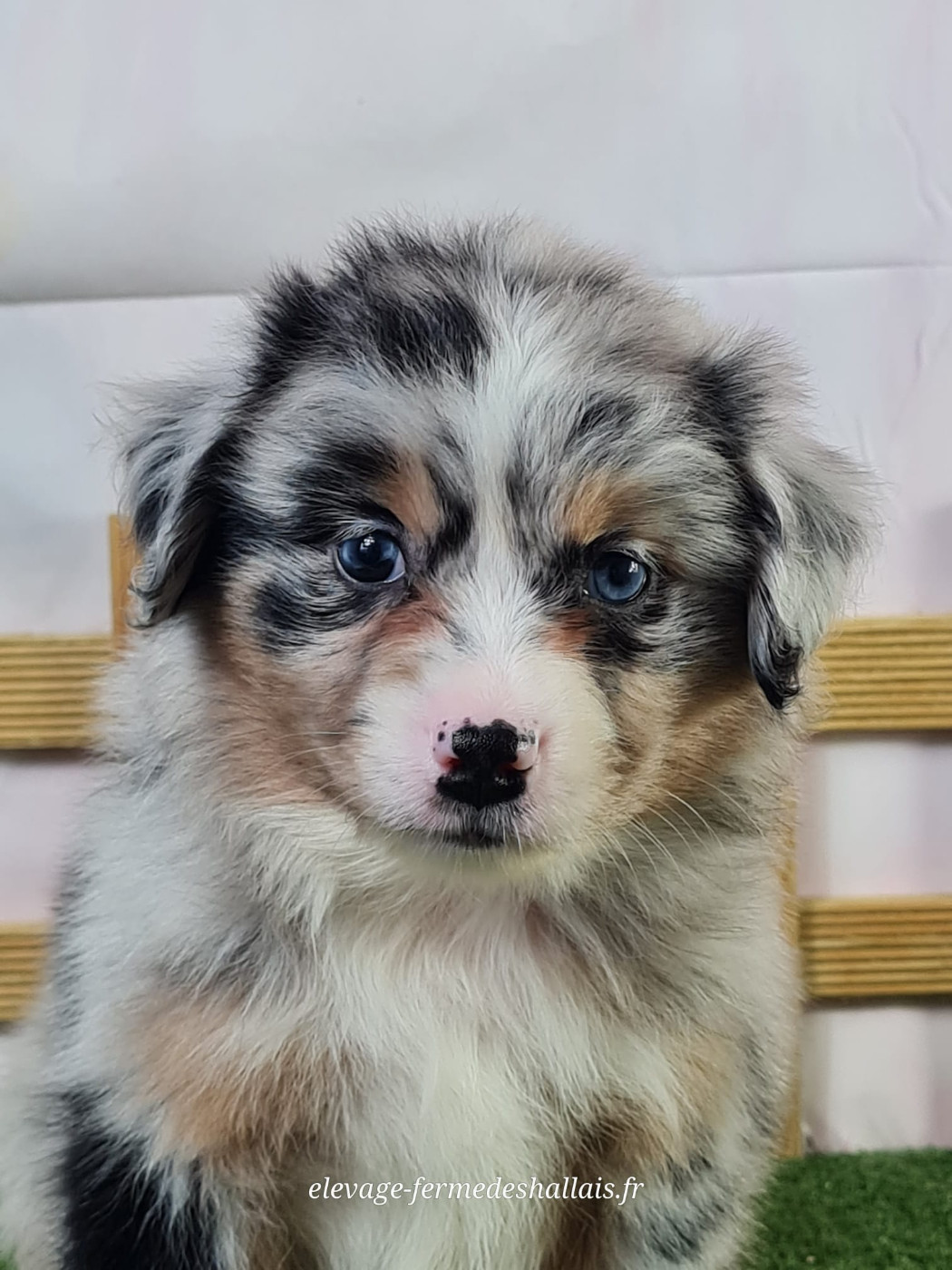 du mont de la chenaie - Chiots disponibles - Berger Américain Miniature 