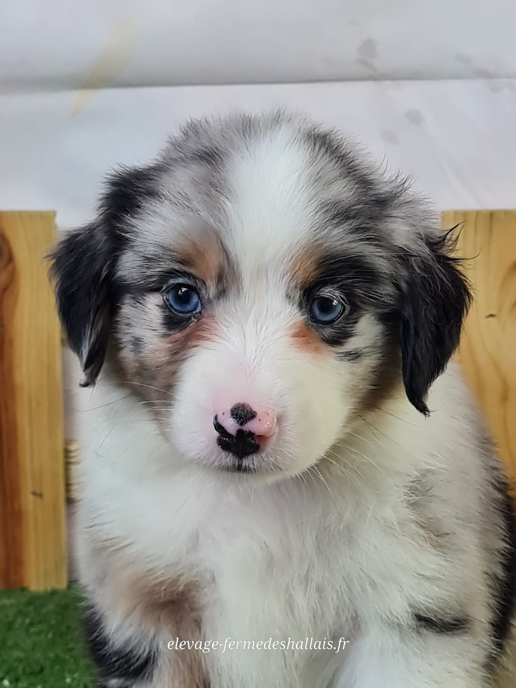 du mont de la chenaie - Chiots disponibles - Berger Américain Miniature 