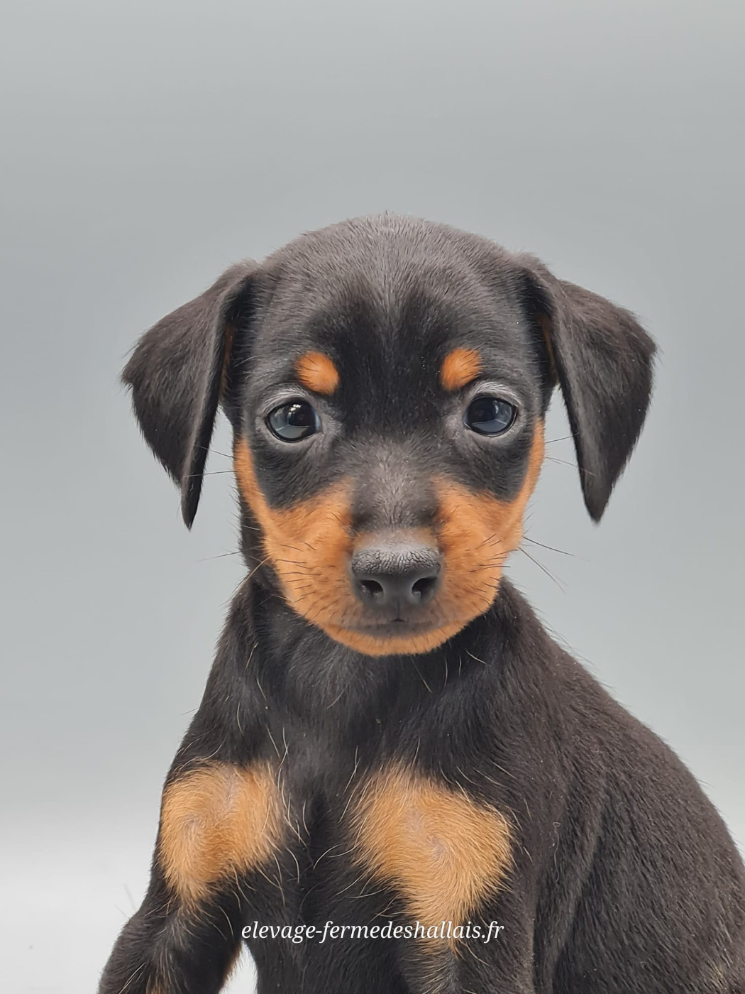 du mont de la chenaie - Chiots disponibles - Pinscher nain