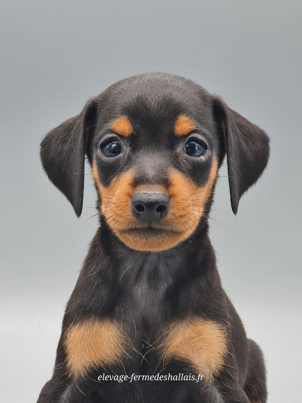 du mont de la chenaie - Chiots disponibles - Pinscher nain