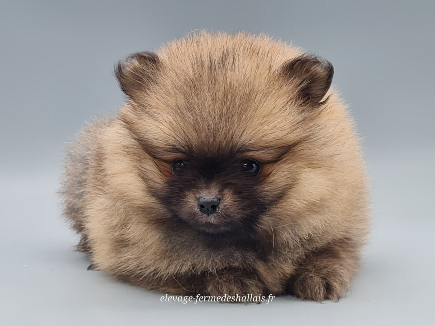 du mont de la chenaie - Chiots disponibles - Spitz allemand
