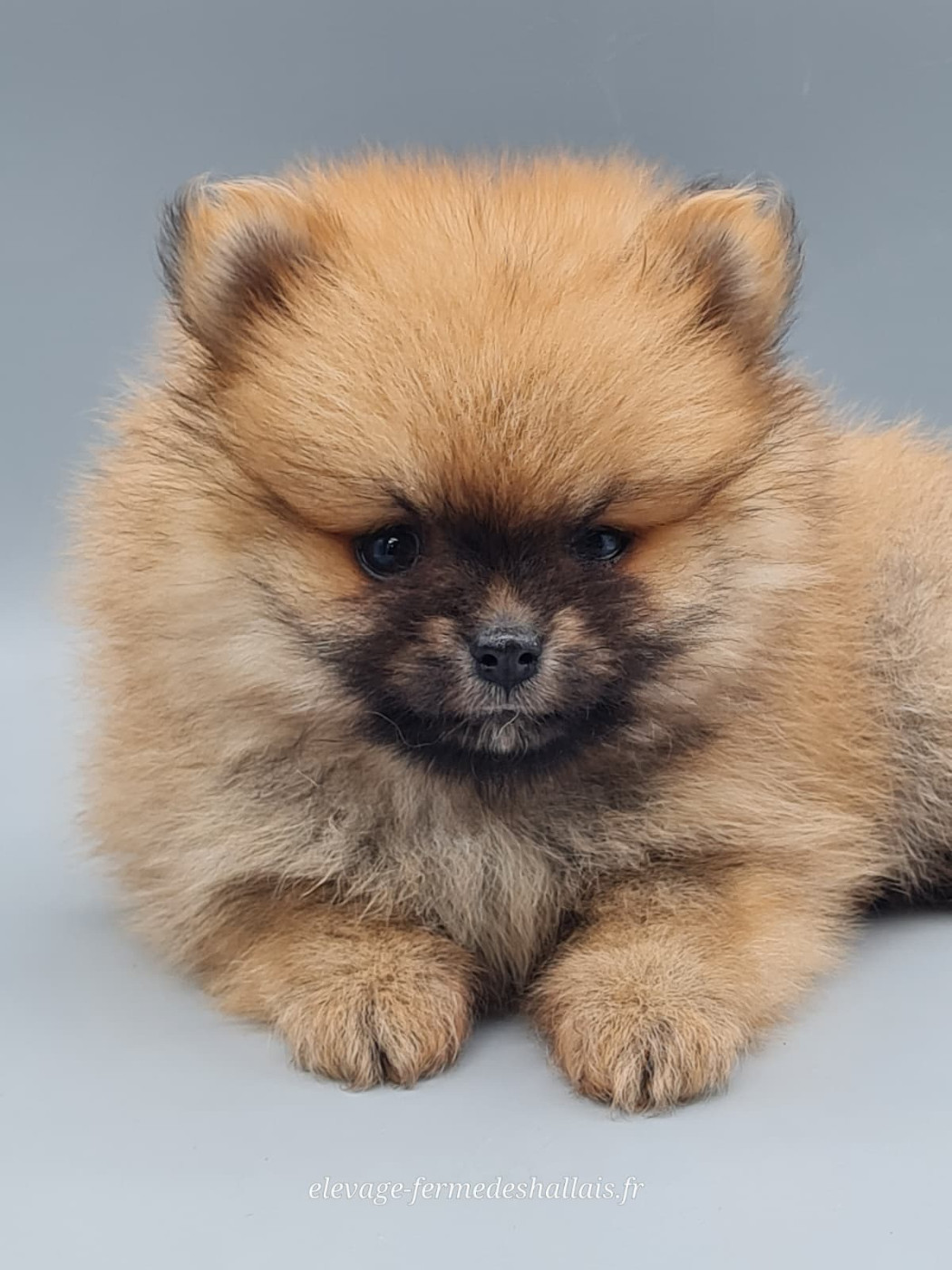 du mont de la chenaie - Chiots disponibles - Spitz allemand