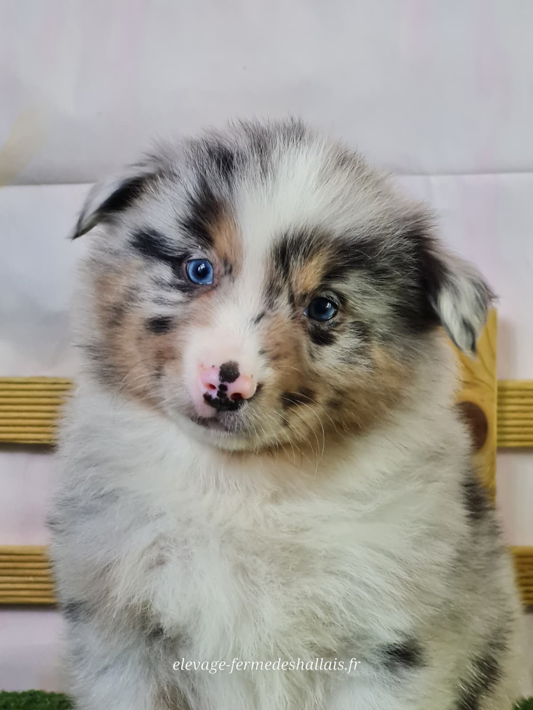 du mont de la chenaie - Chiots disponibles - Berger Américain Miniature 