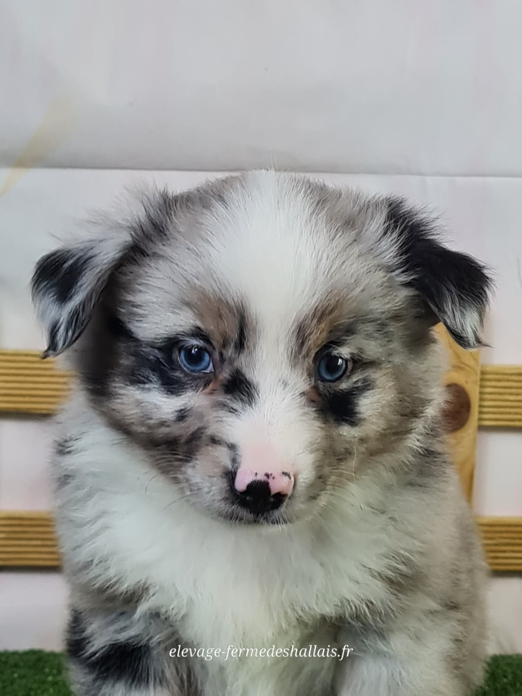 du mont de la chenaie - Chiots disponibles - Berger Américain Miniature 