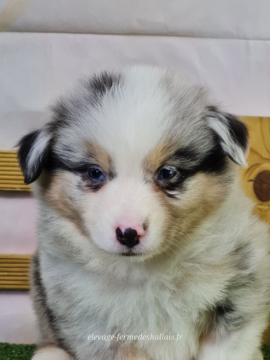 du mont de la chenaie - Chiots disponibles - Berger Américain Miniature 