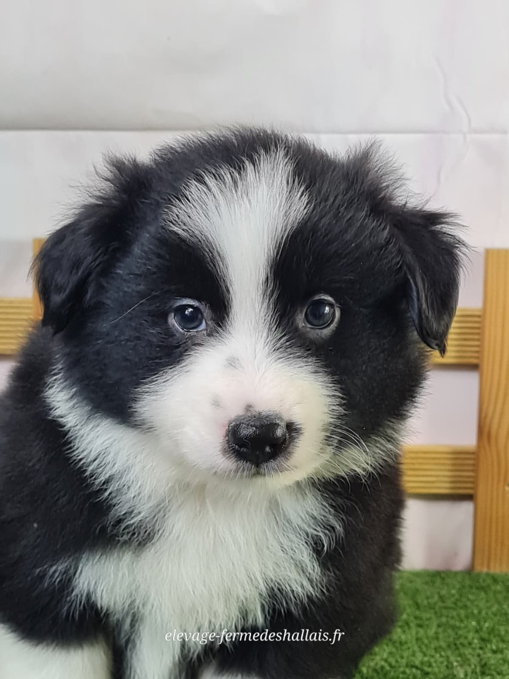 du mont de la chenaie - Chiots disponibles - Berger Américain Miniature 
