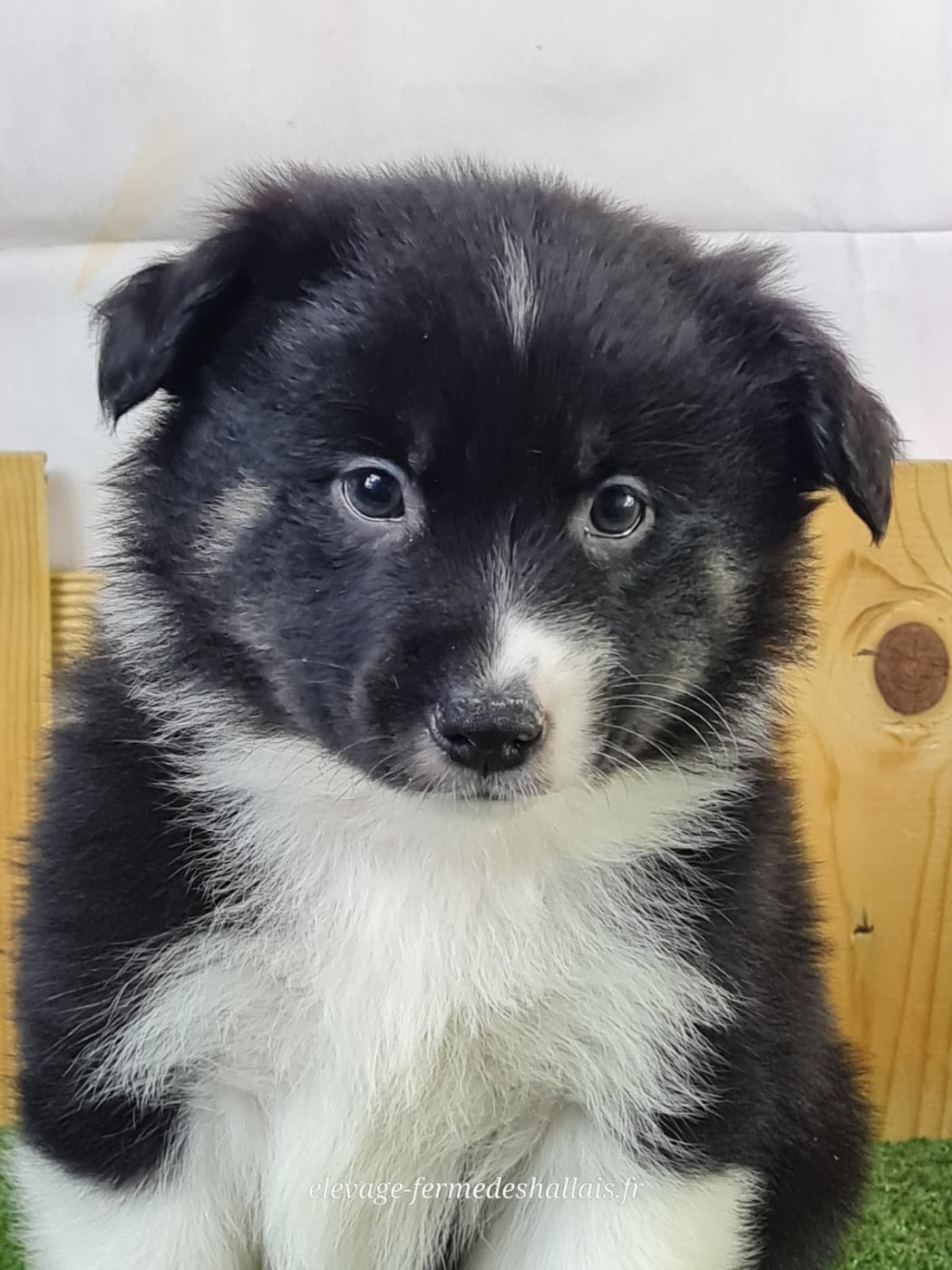 du mont de la chenaie - Chiots disponibles - Berger Américain Miniature 