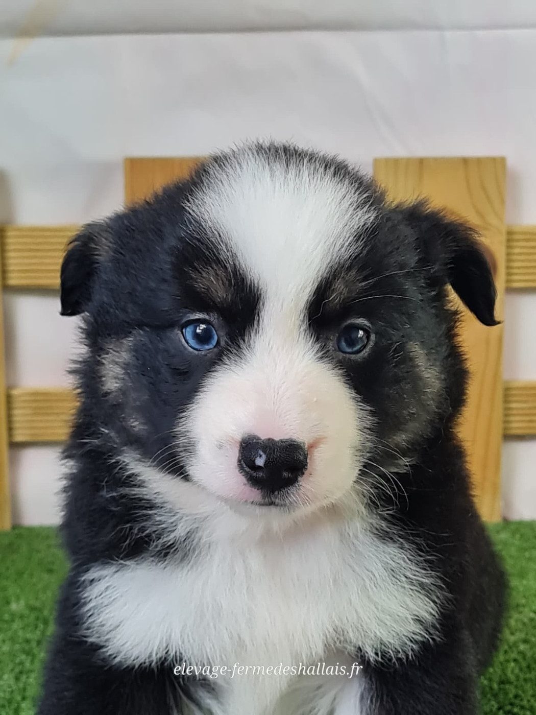 du mont de la chenaie - Chiots disponibles - Berger Américain Miniature 