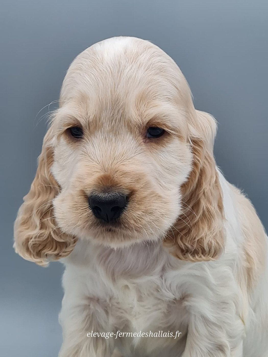 du mont de la chenaie - Chiots disponibles - Cocker Spaniel Anglais