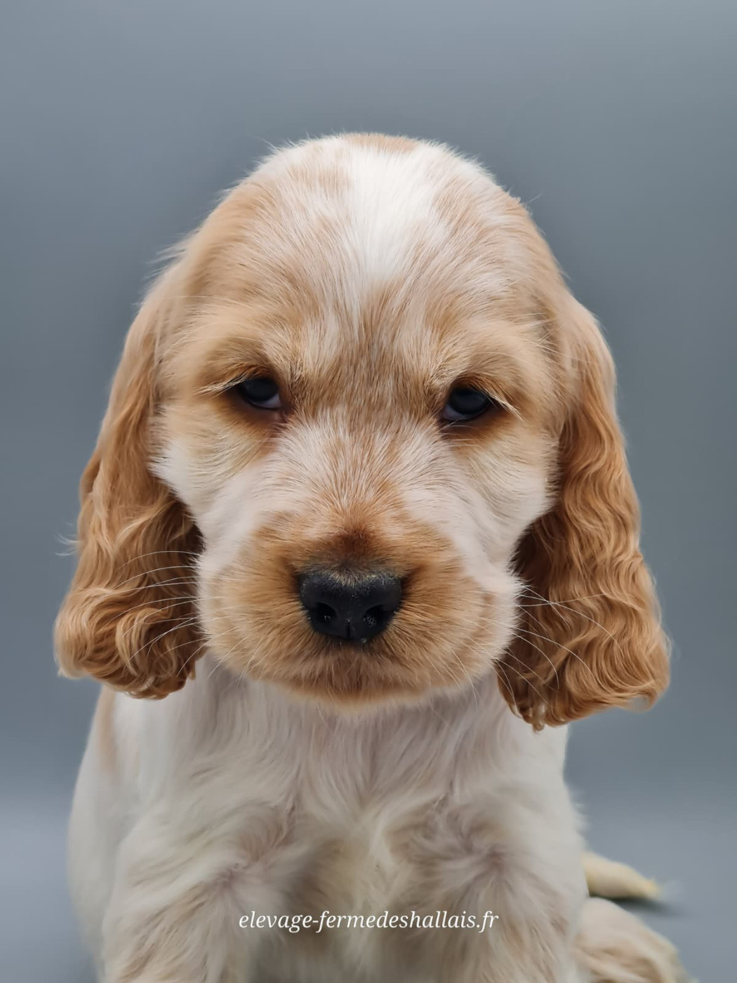 du mont de la chenaie - Chiots disponibles - Cocker Spaniel Anglais