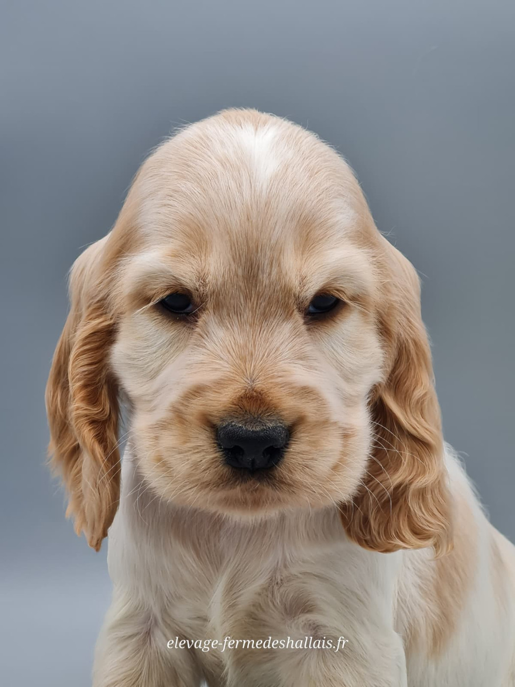 du mont de la chenaie - Chiots disponibles - Cocker Spaniel Anglais