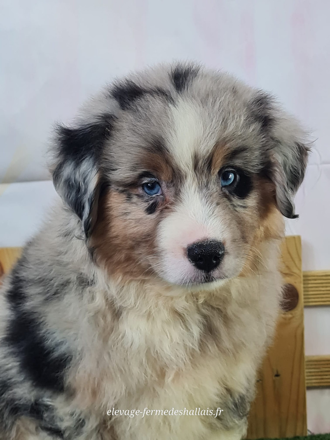 du mont de la chenaie - Chiots disponibles - Berger Américain Miniature 