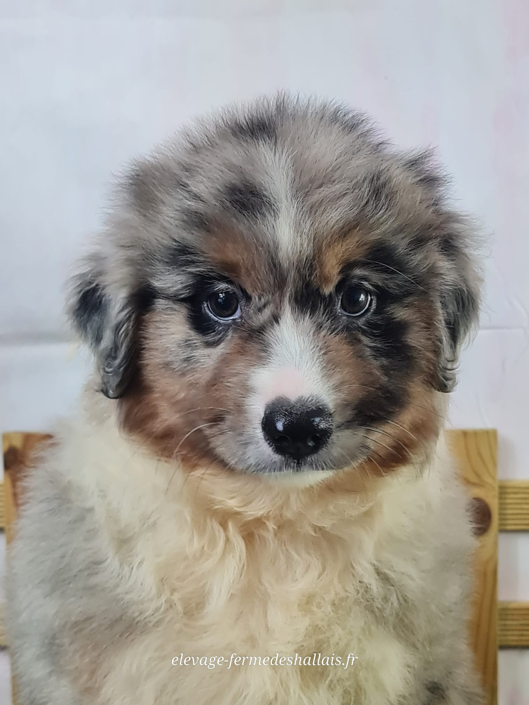 du mont de la chenaie - Chiots disponibles - Berger Américain Miniature 