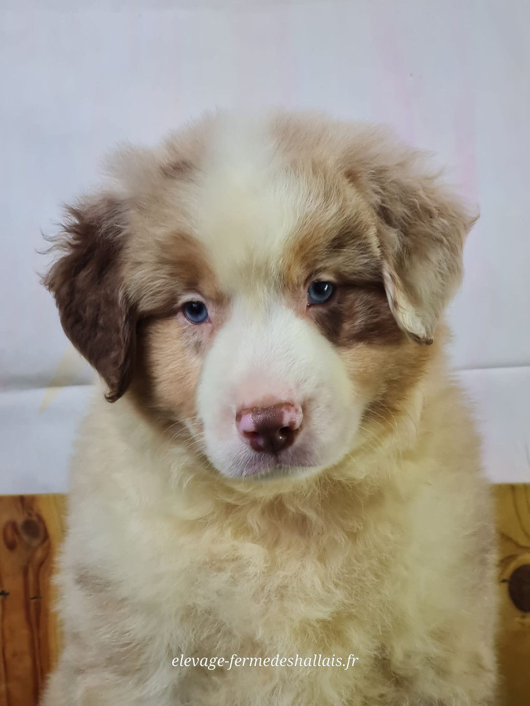 du mont de la chenaie - Chiots disponibles - Berger Américain Miniature 