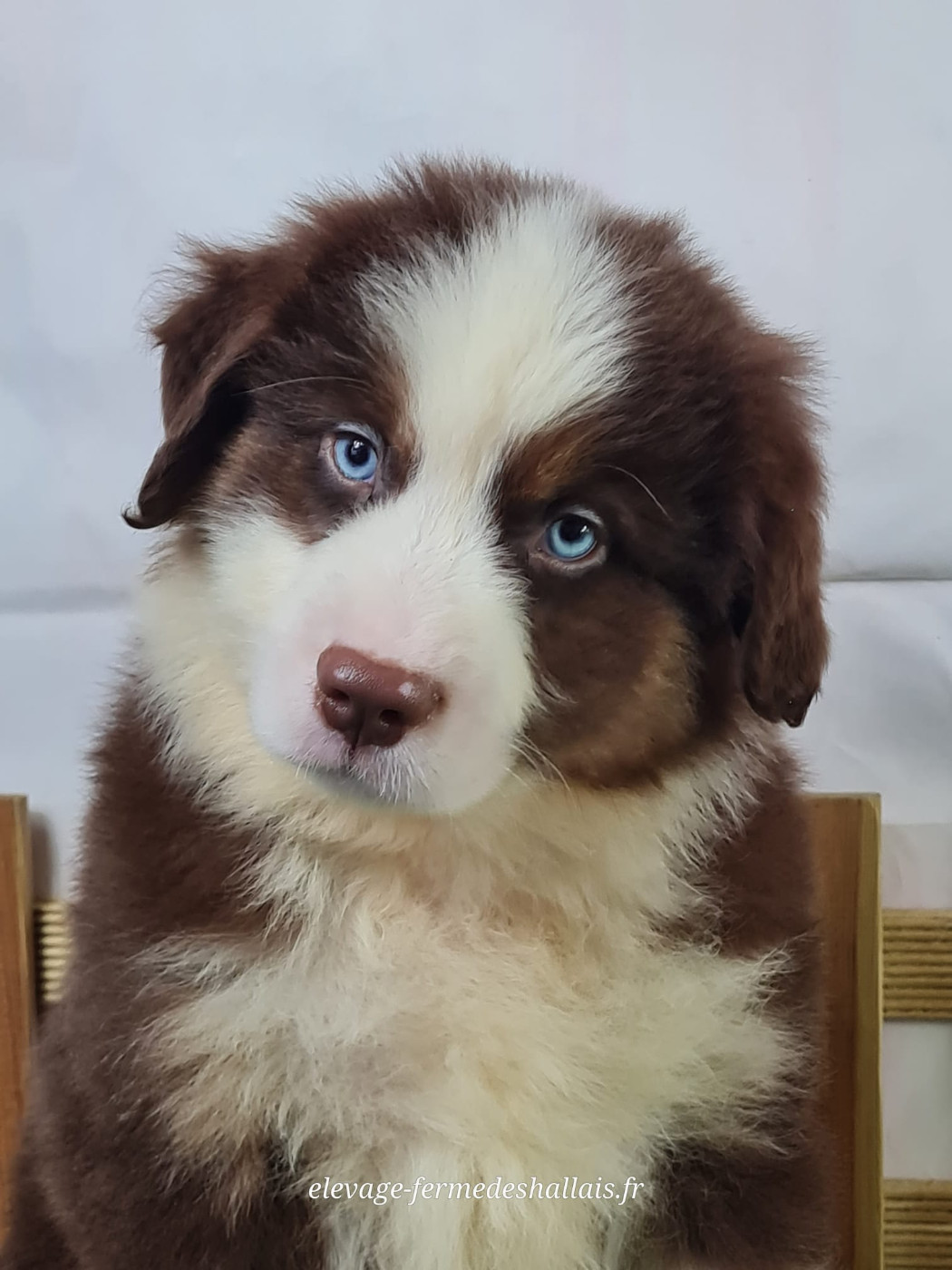 du mont de la chenaie - Chiots disponibles - Berger Américain Miniature 