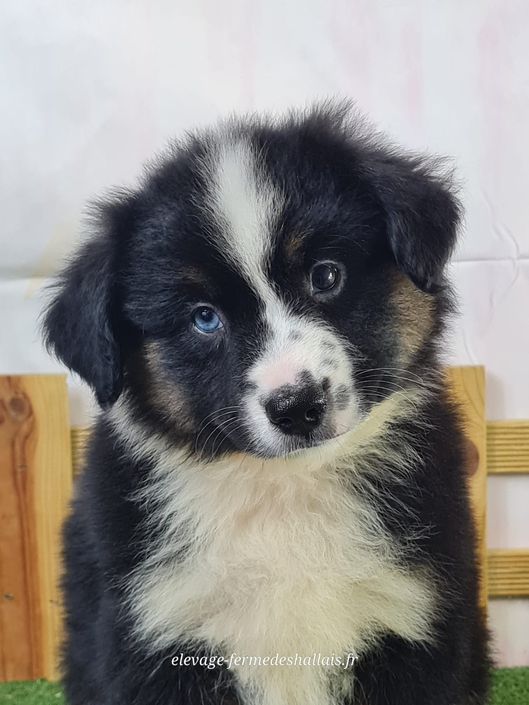 du mont de la chenaie - Chiots disponibles - Berger Américain Miniature 