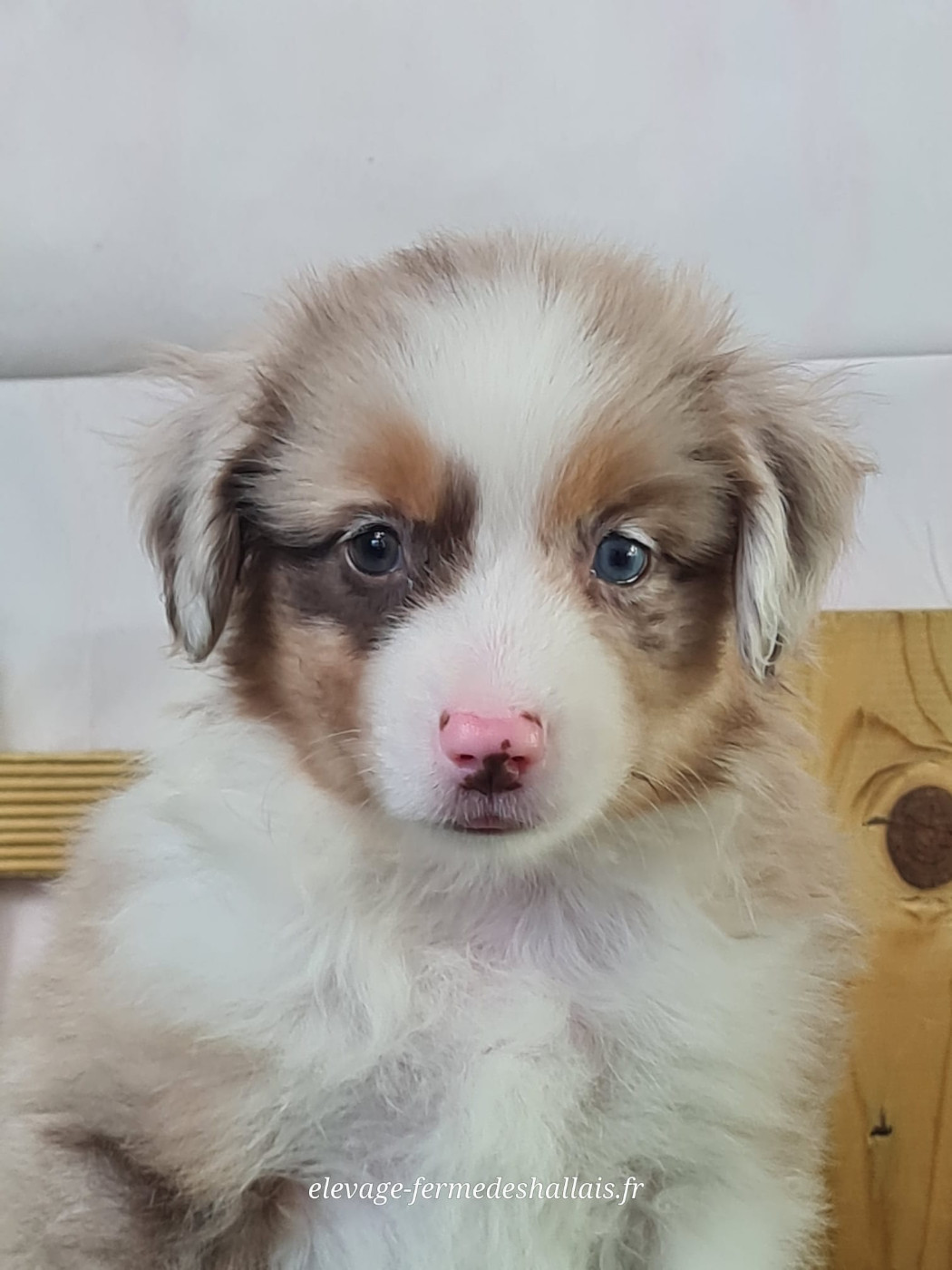 du mont de la chenaie - Chiots disponibles - Berger Américain Miniature 
