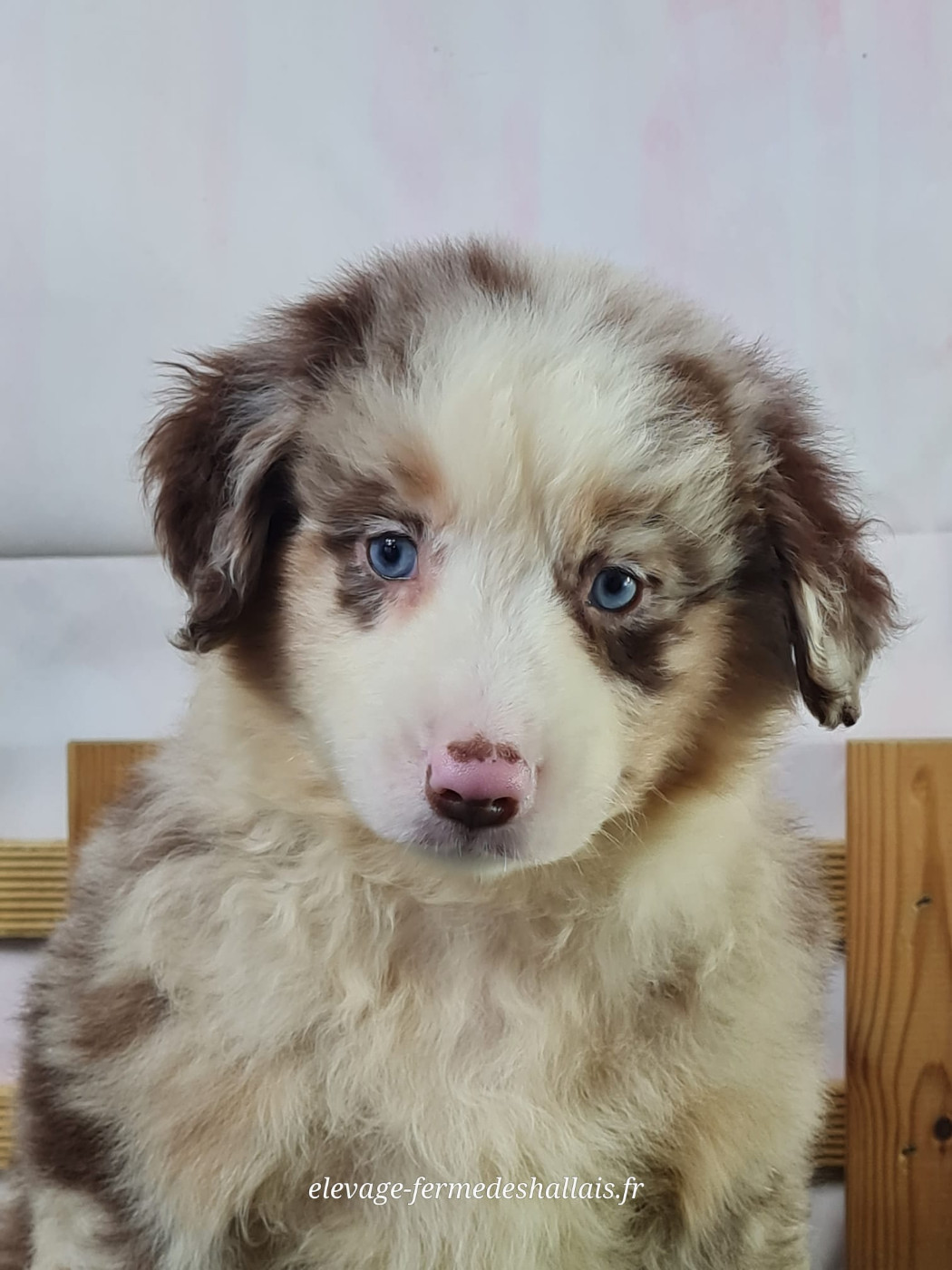 du mont de la chenaie - Chiots disponibles - Berger Américain Miniature 