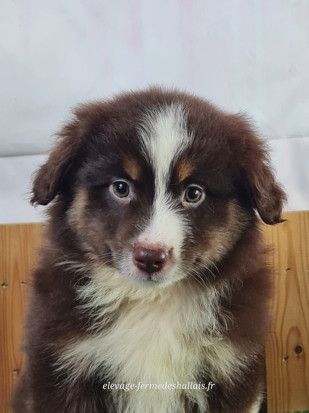 du mont de la chenaie - Chiots disponibles - Berger Américain Miniature 