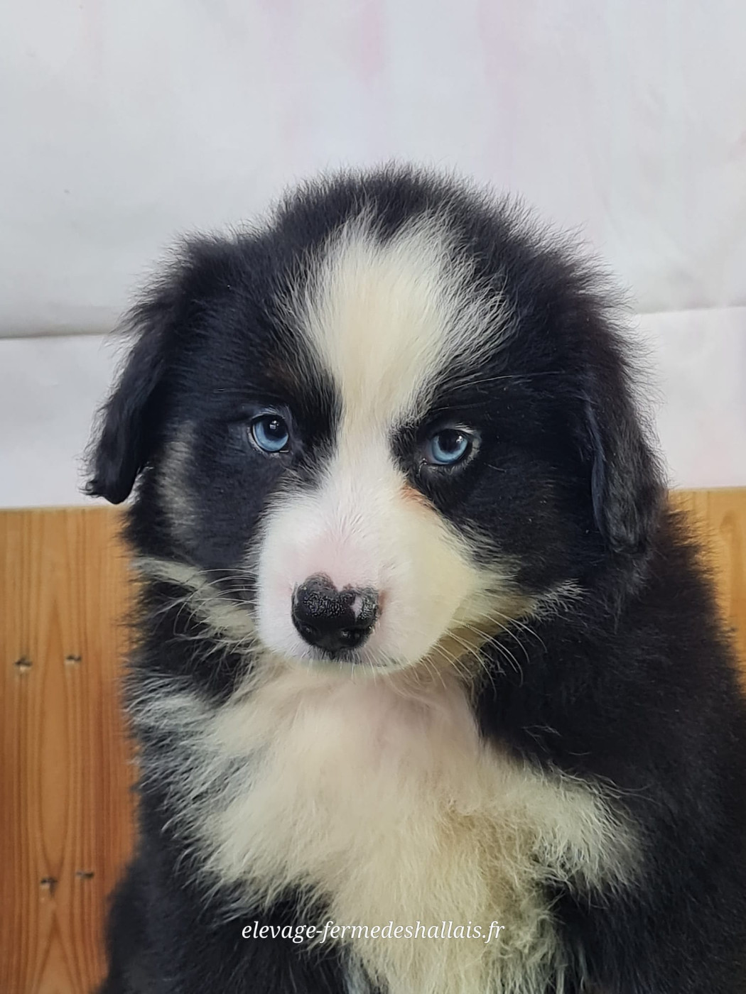 du mont de la chenaie - Chiots disponibles - Berger Américain Miniature 
