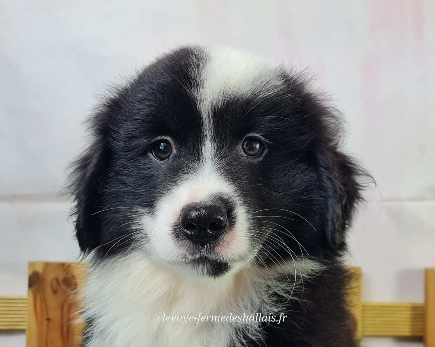 du mont de la chenaie - Chiots disponibles - Berger Américain Miniature 