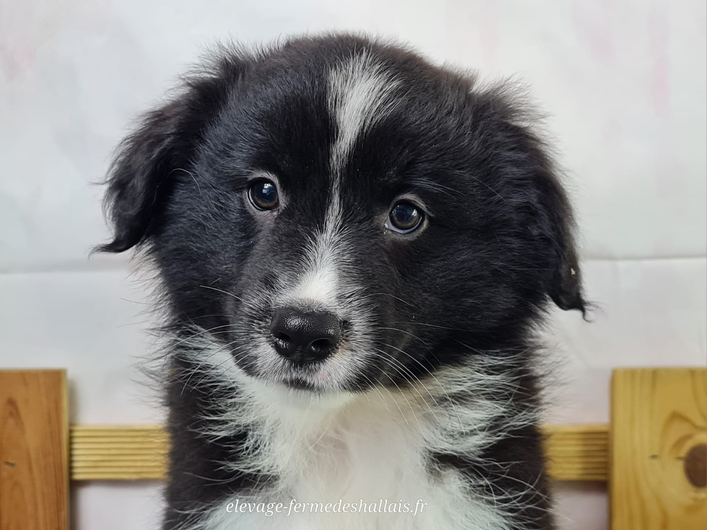 du mont de la chenaie - Chiots disponibles - Berger Américain Miniature 